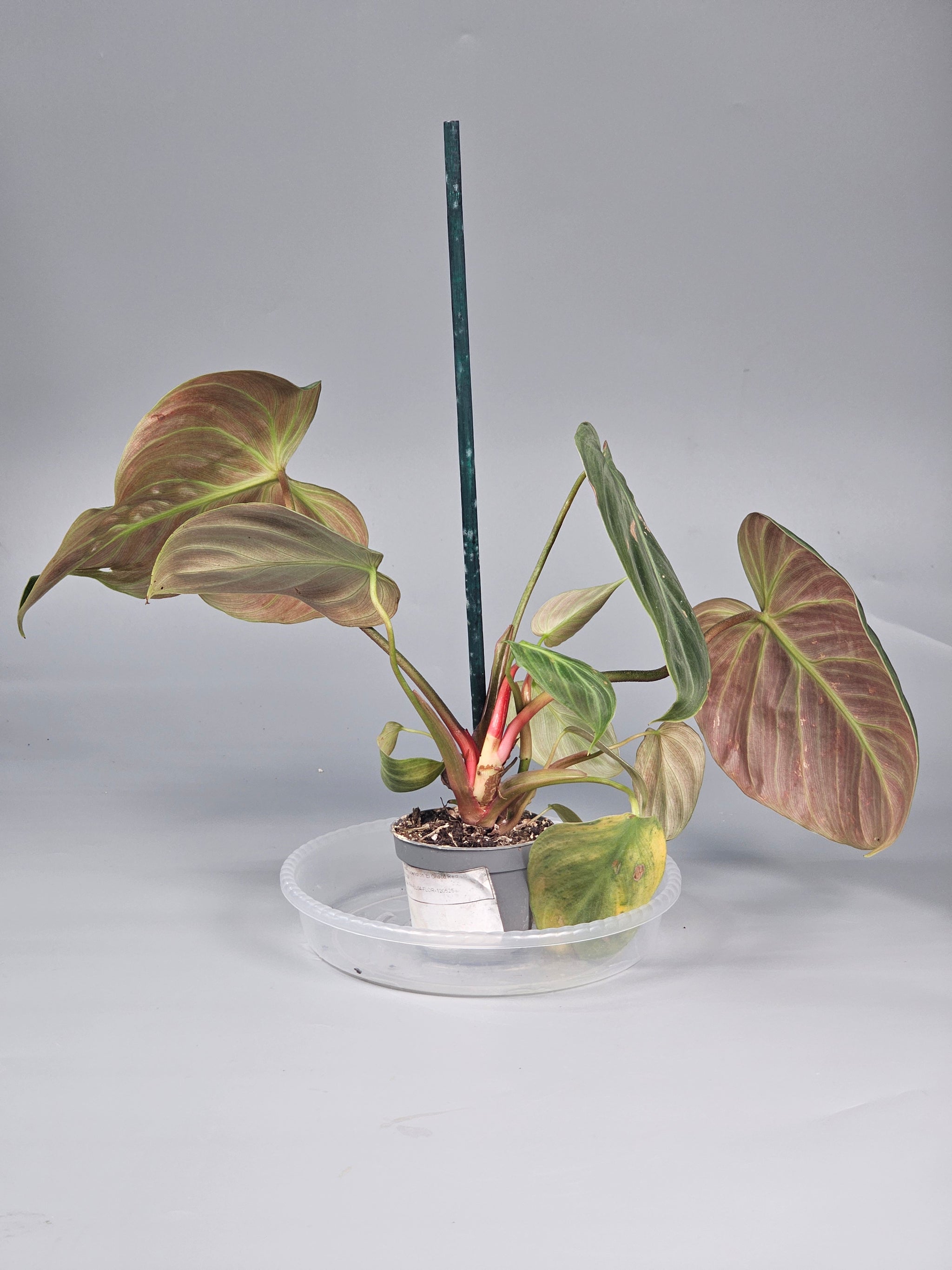 Philodendron 'el Choco Red' - D | Rare Houseplants