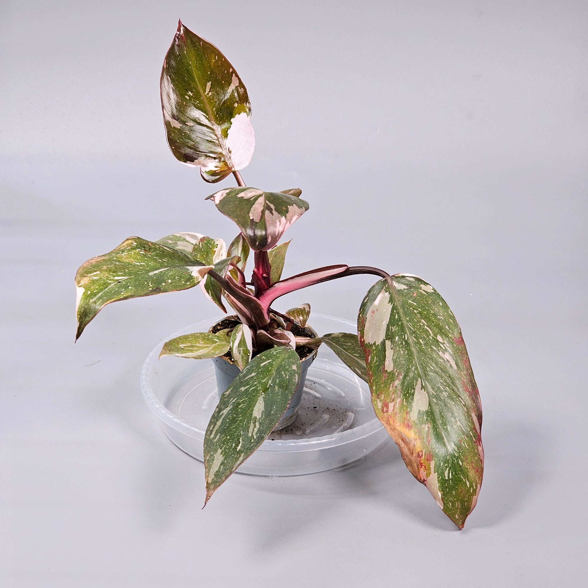 Philodendron 'Red Anderson' L