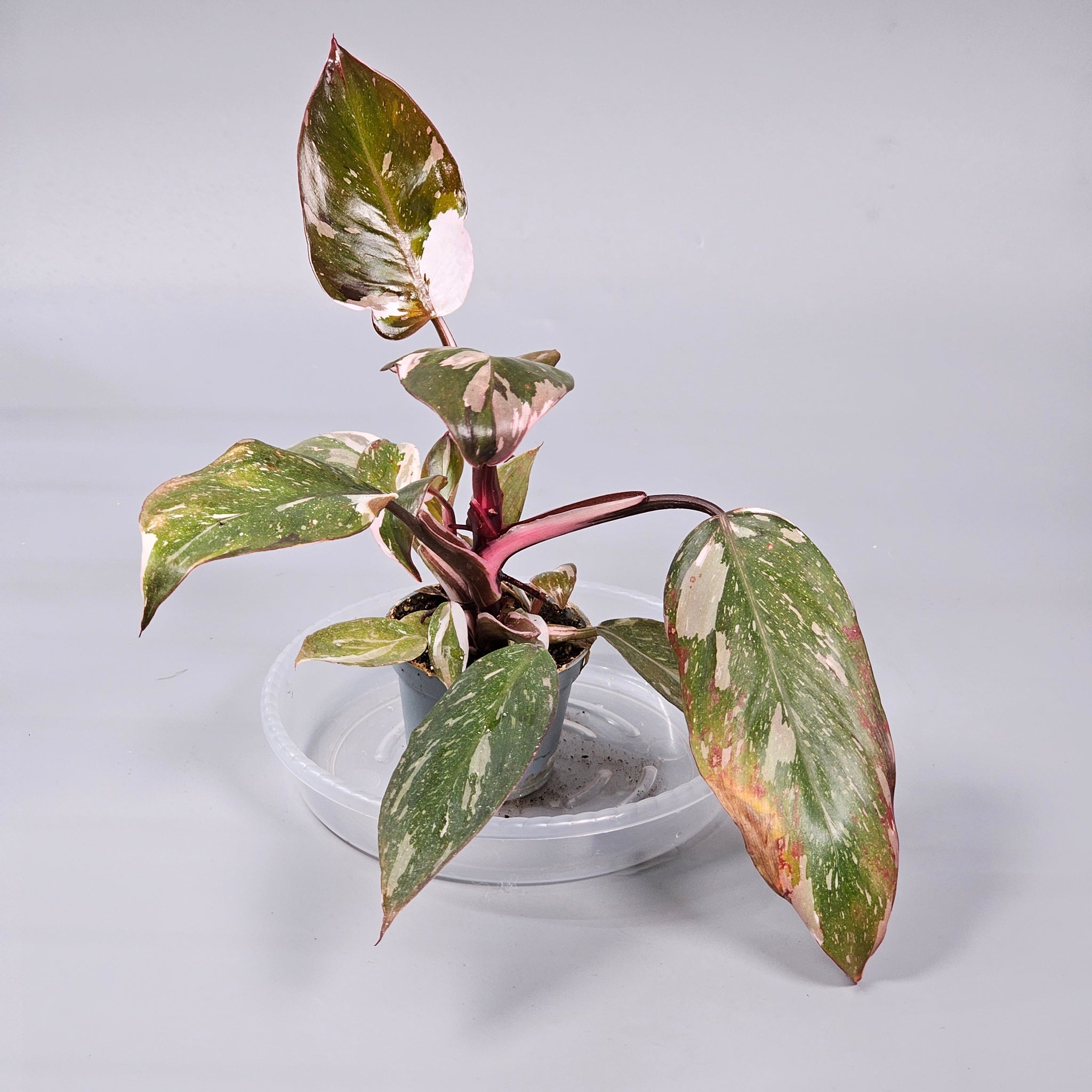Philodendron 'Red Anderson' L
