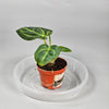 Anthurium Regale - O | Rare Houseplants
