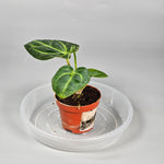 Anthurium Regale - O | Rare Houseplants