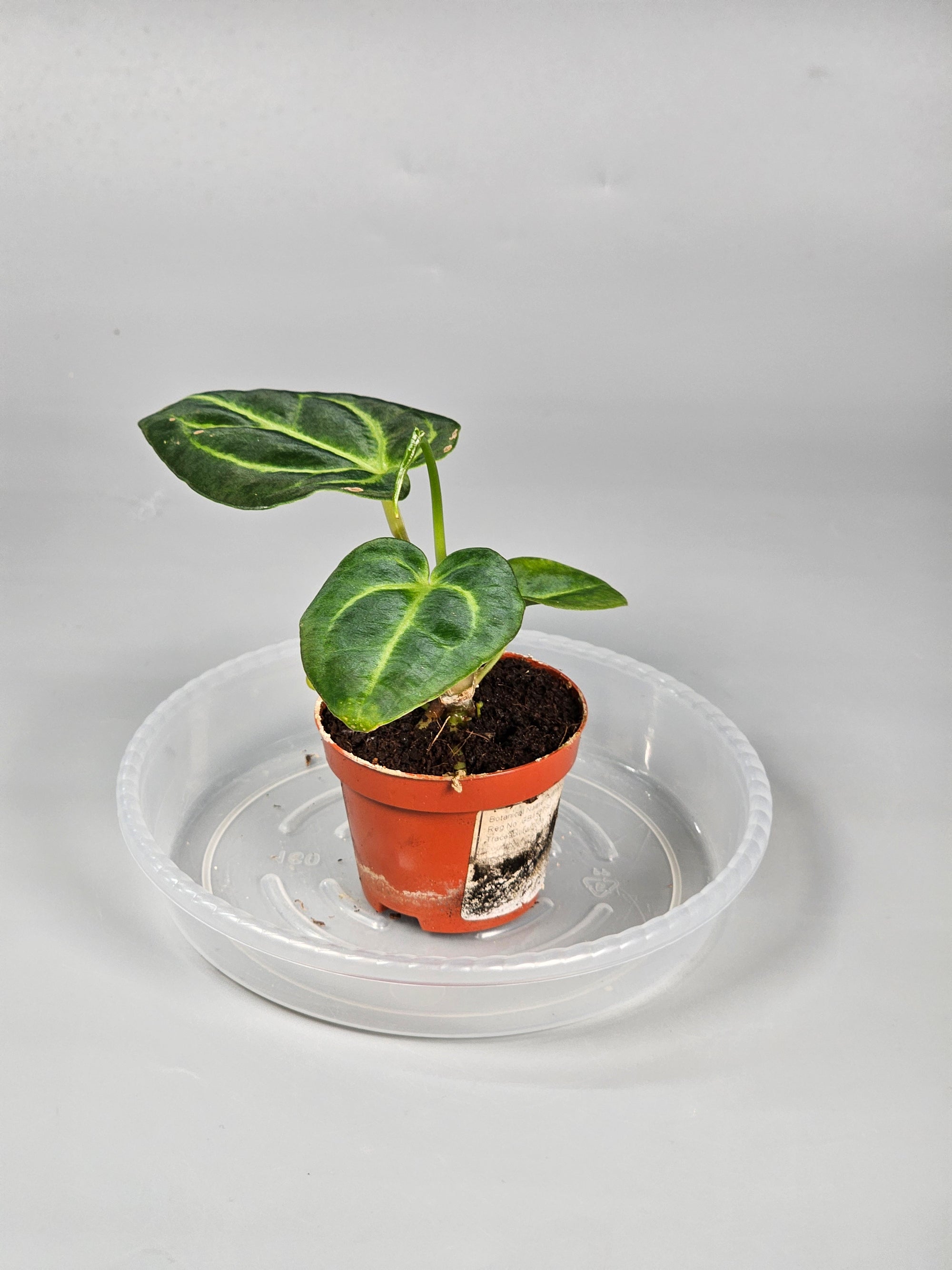 Anthurium Regale - O | Rare Houseplants