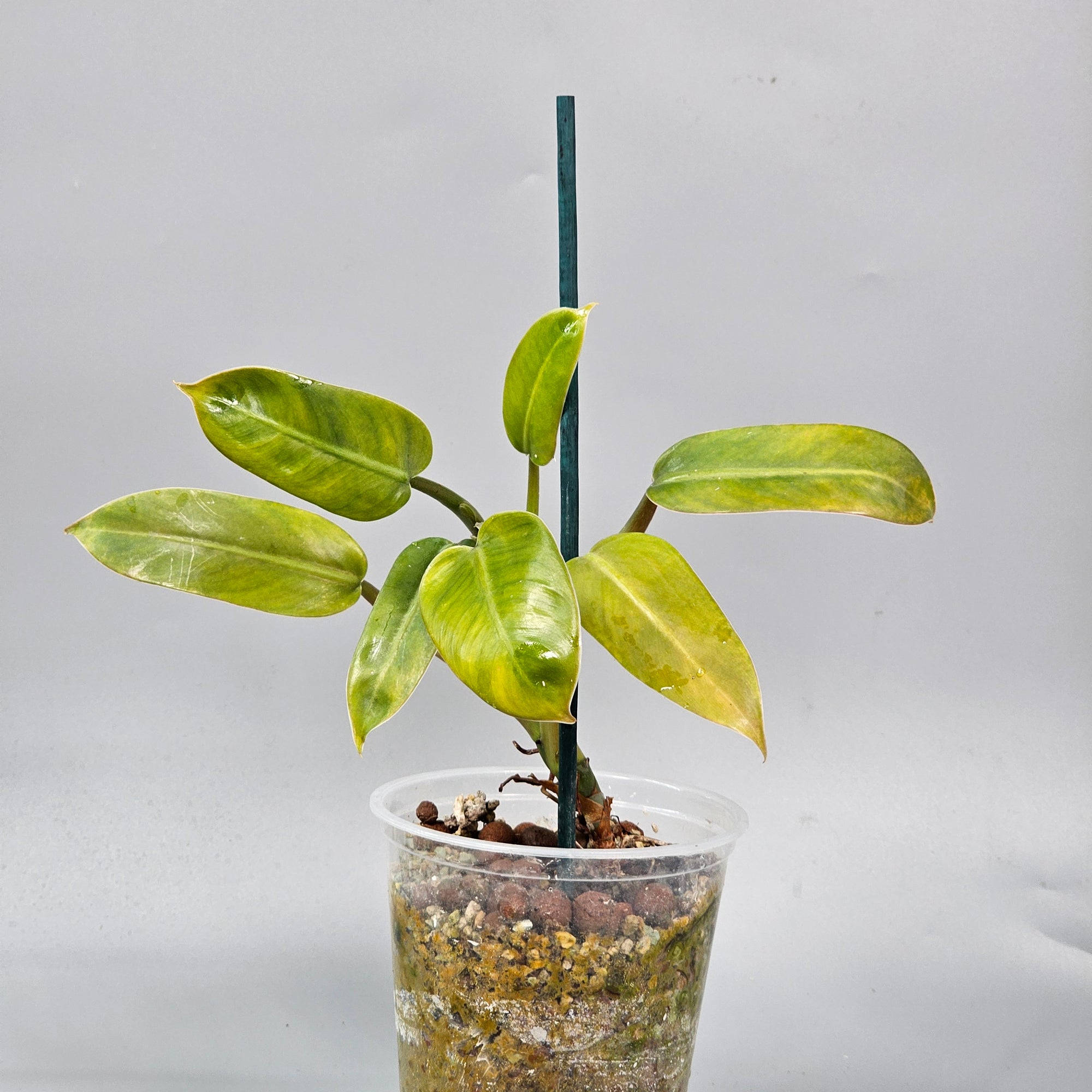 Philodendron Domesticum