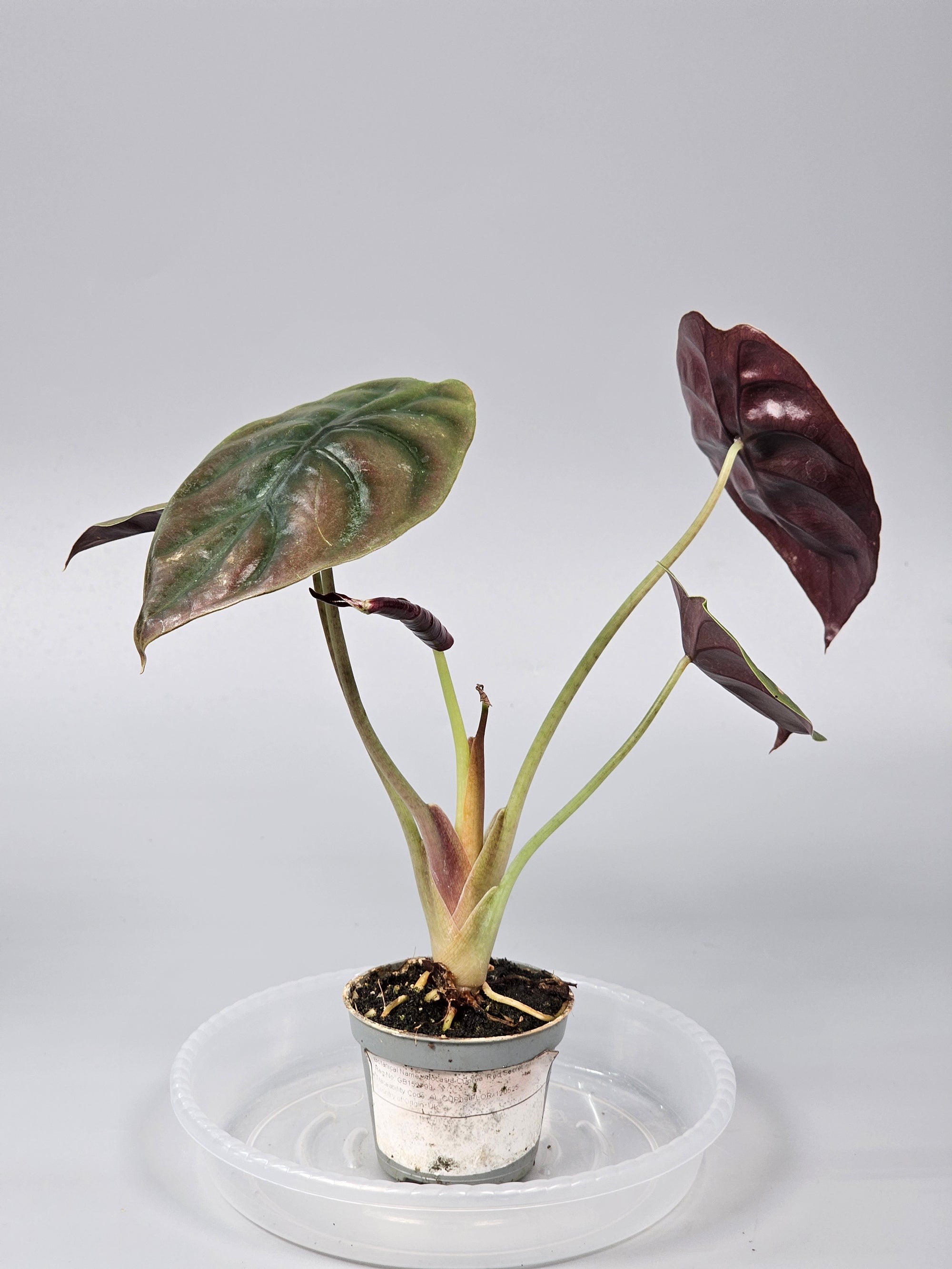 Alocasia Cuprea 'red Secret' - I | Rare Houseplants