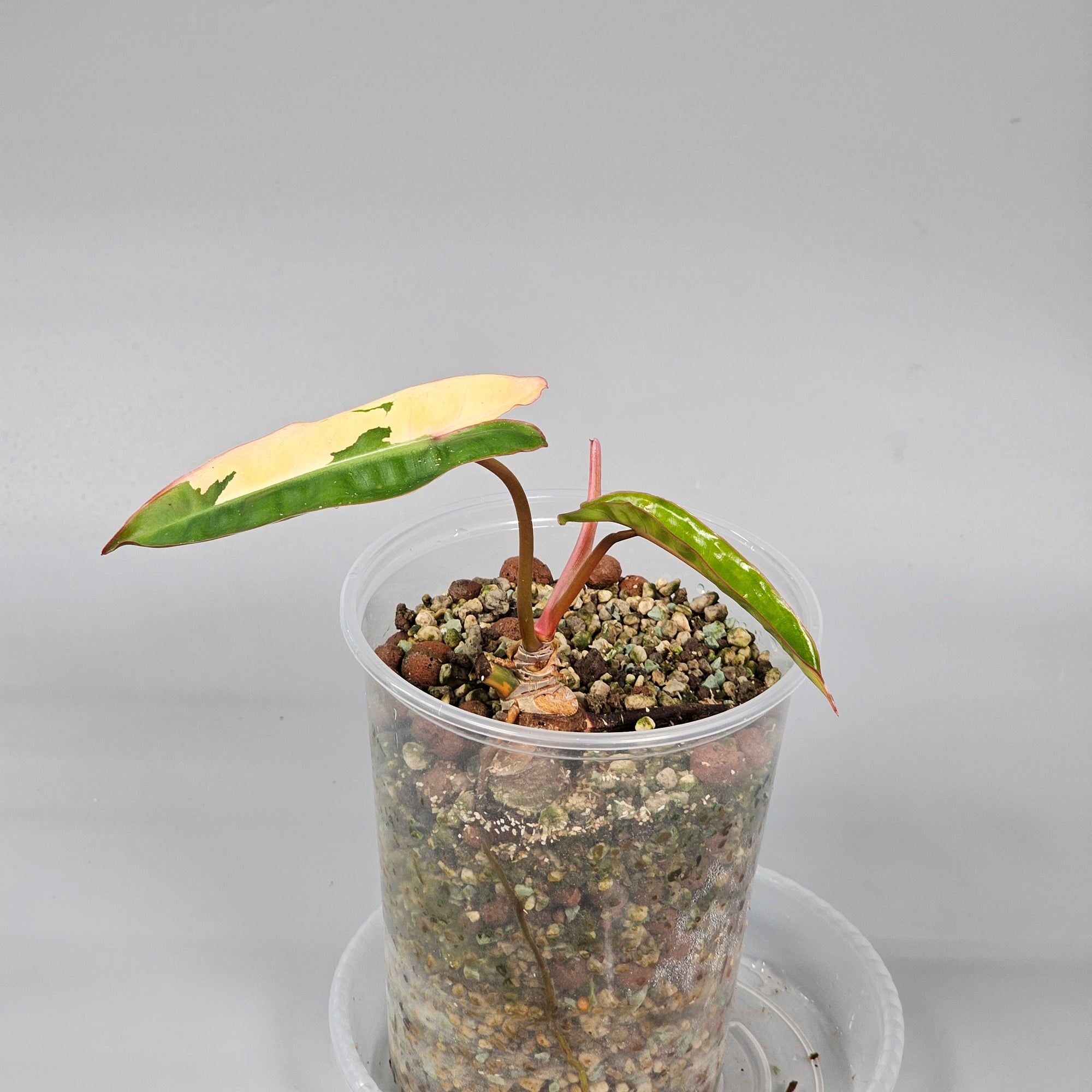 Philodendron Billietae Variegated
