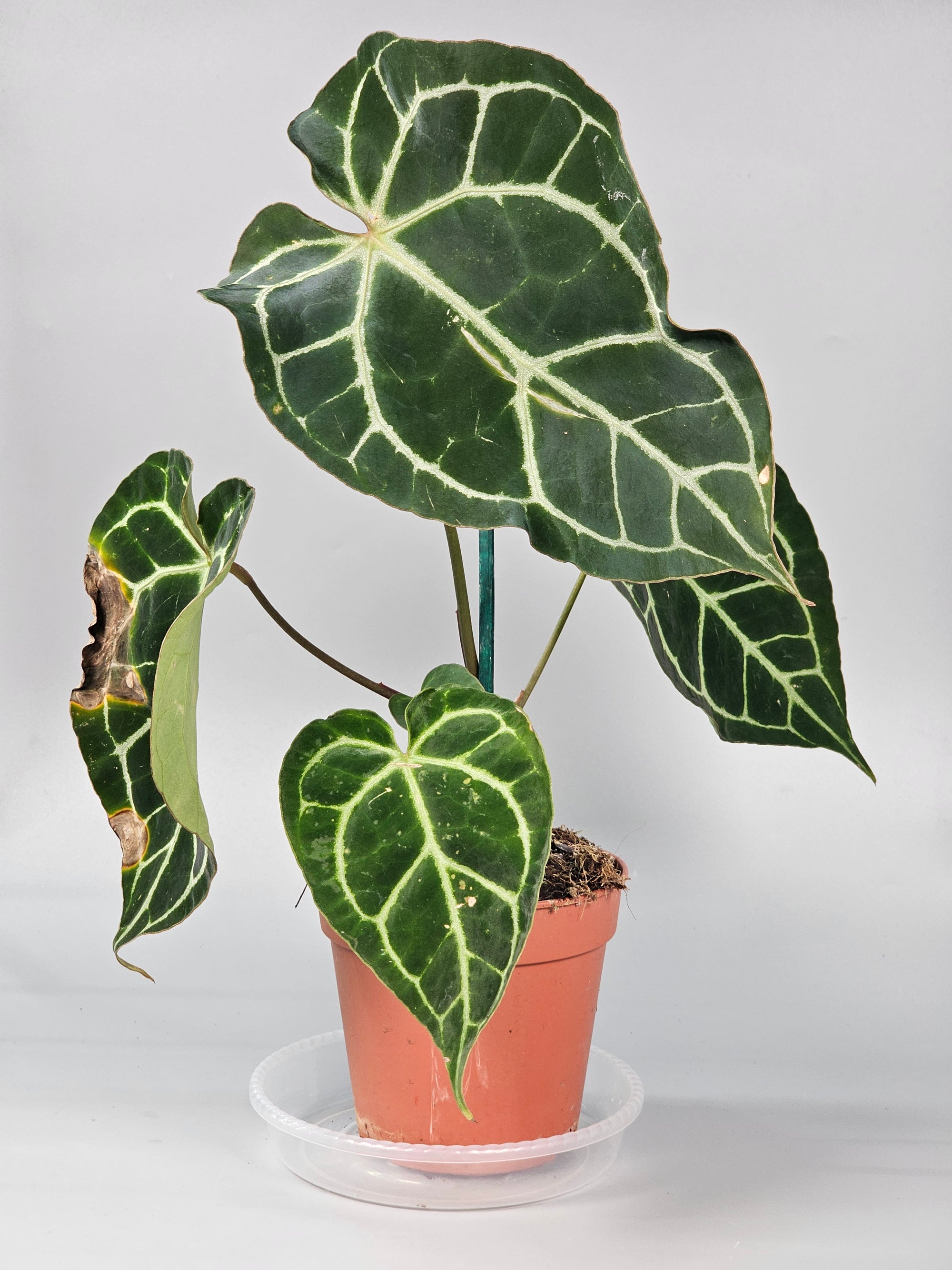 Anthurium Crystallinum - B | Rare Houseplants