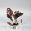 Alocasia Cuprea 'red Secret' - I | Rare Houseplants