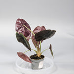 Alocasia Cuprea 'red Secret' - I | Rare Houseplants