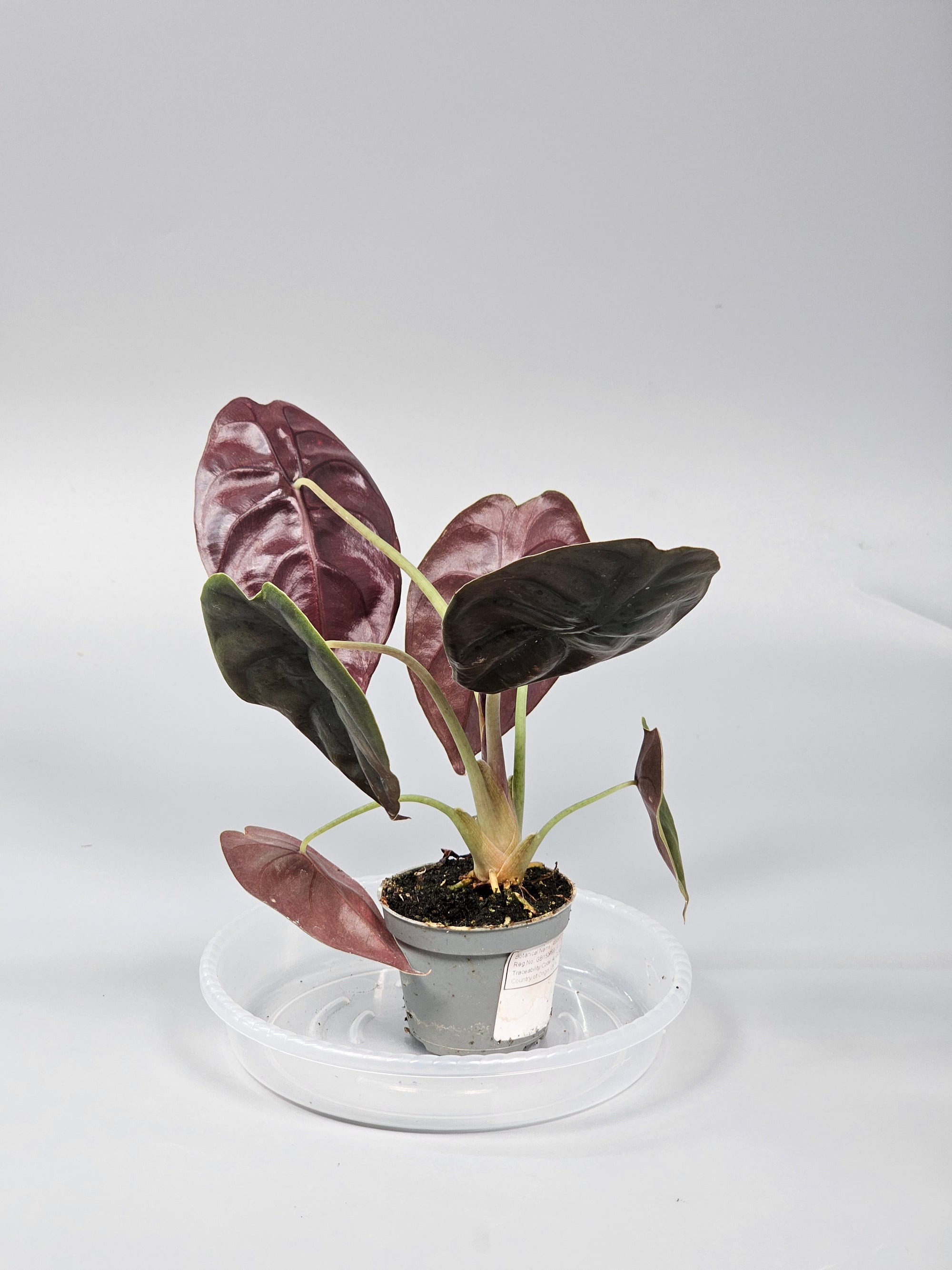 Alocasia Cuprea 'red Secret' - I | Rare Houseplants