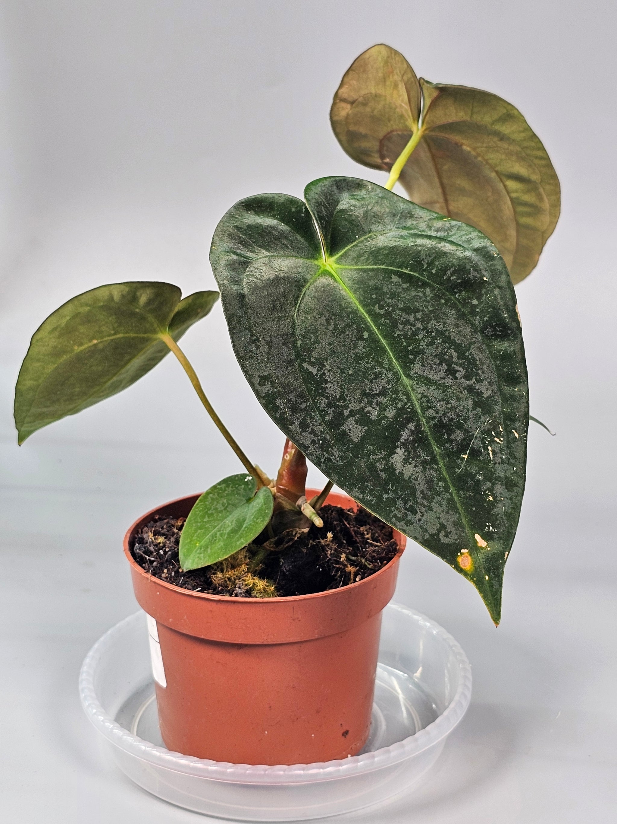 Anthurium Papillilaminum (p 10.5) - B | Rare Houseplants