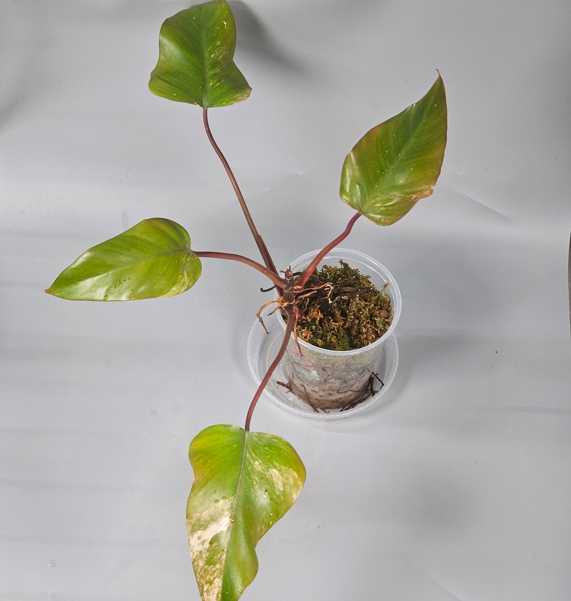 Philodendron Strawberry Shake