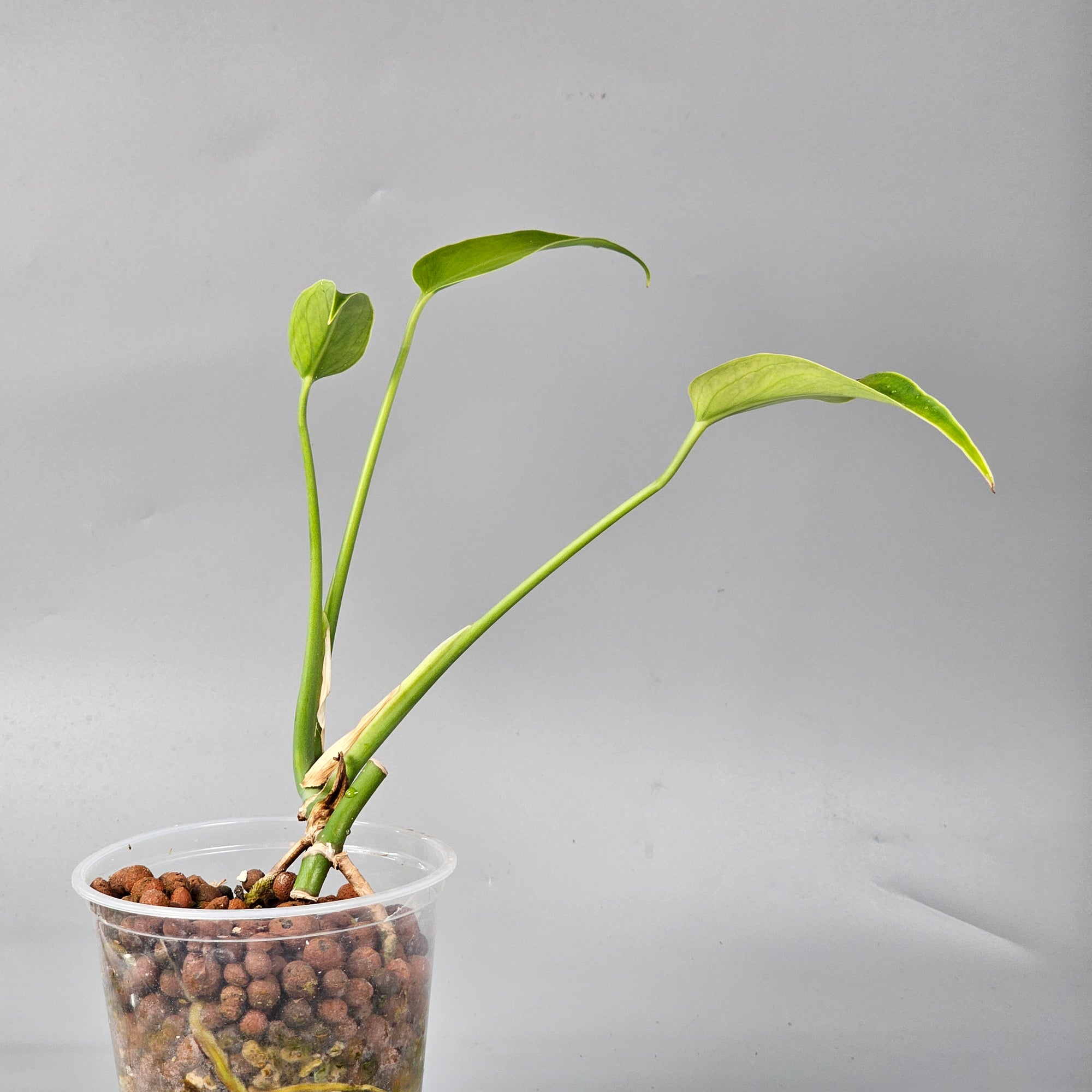Monstera Burle Marx Flame