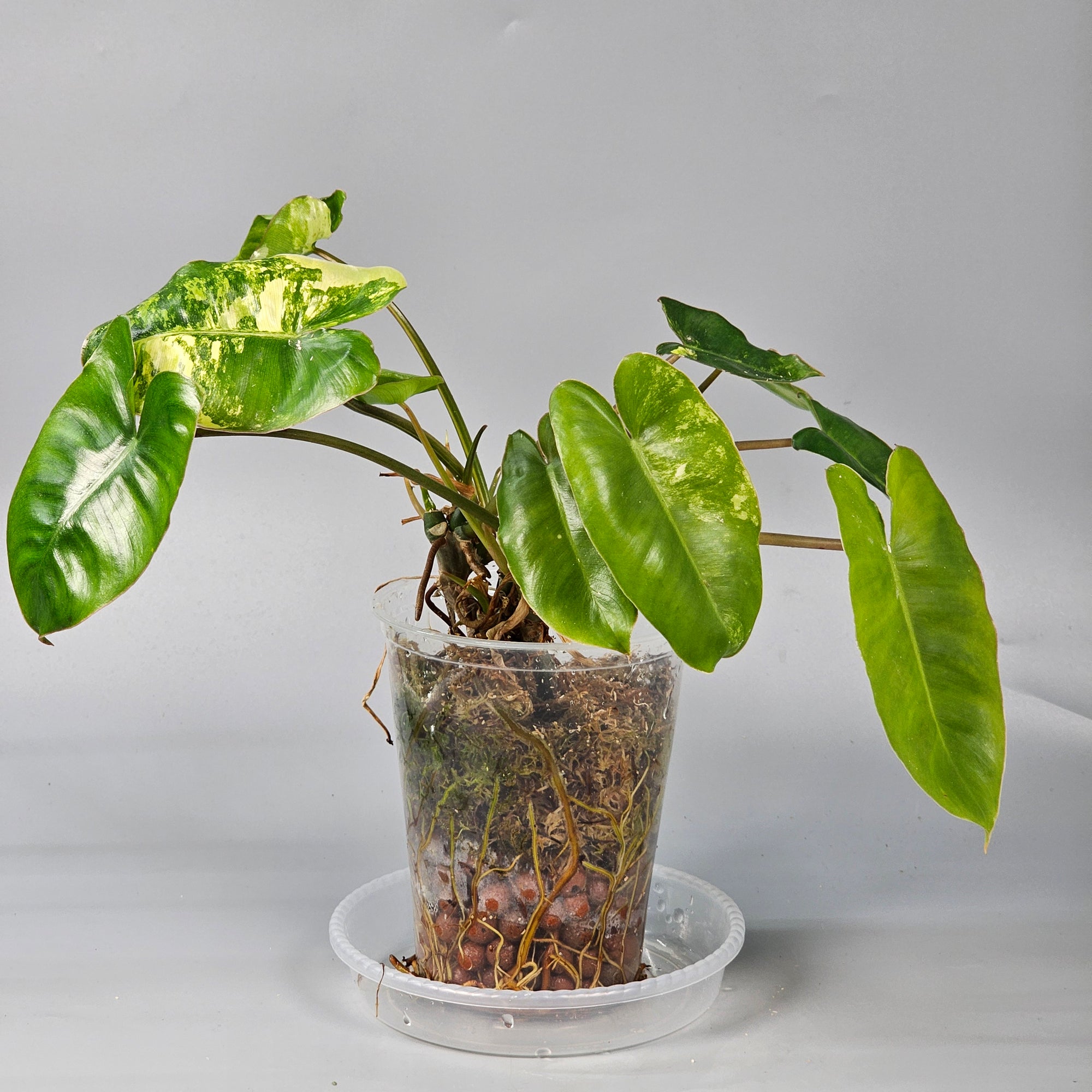Philodendron Burle Marx Variegated