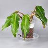 Philodendron Orange Marmalade I - B | Rare Houseplants