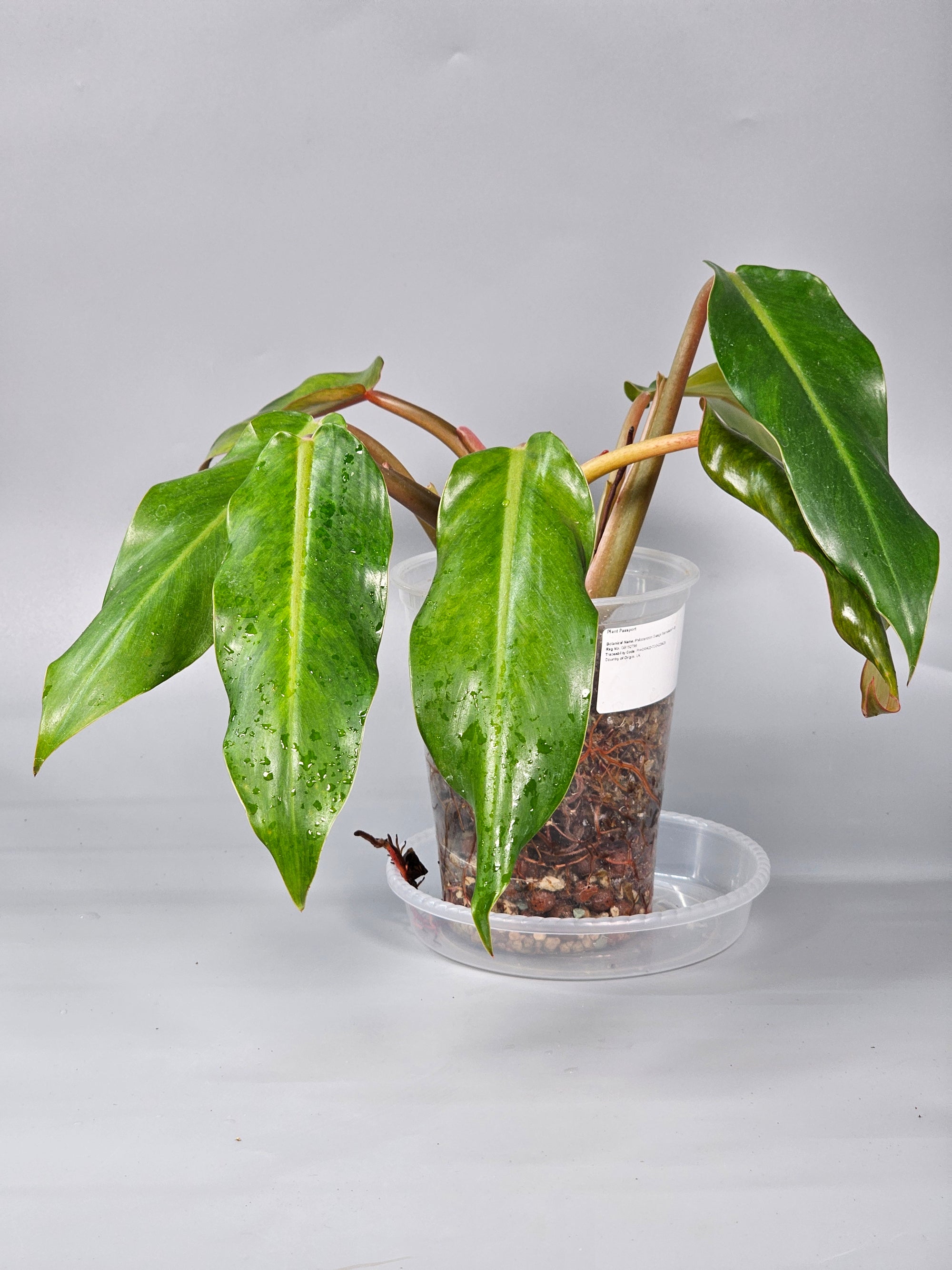 Philodendron Orange Marmalade I - B | Rare Houseplants