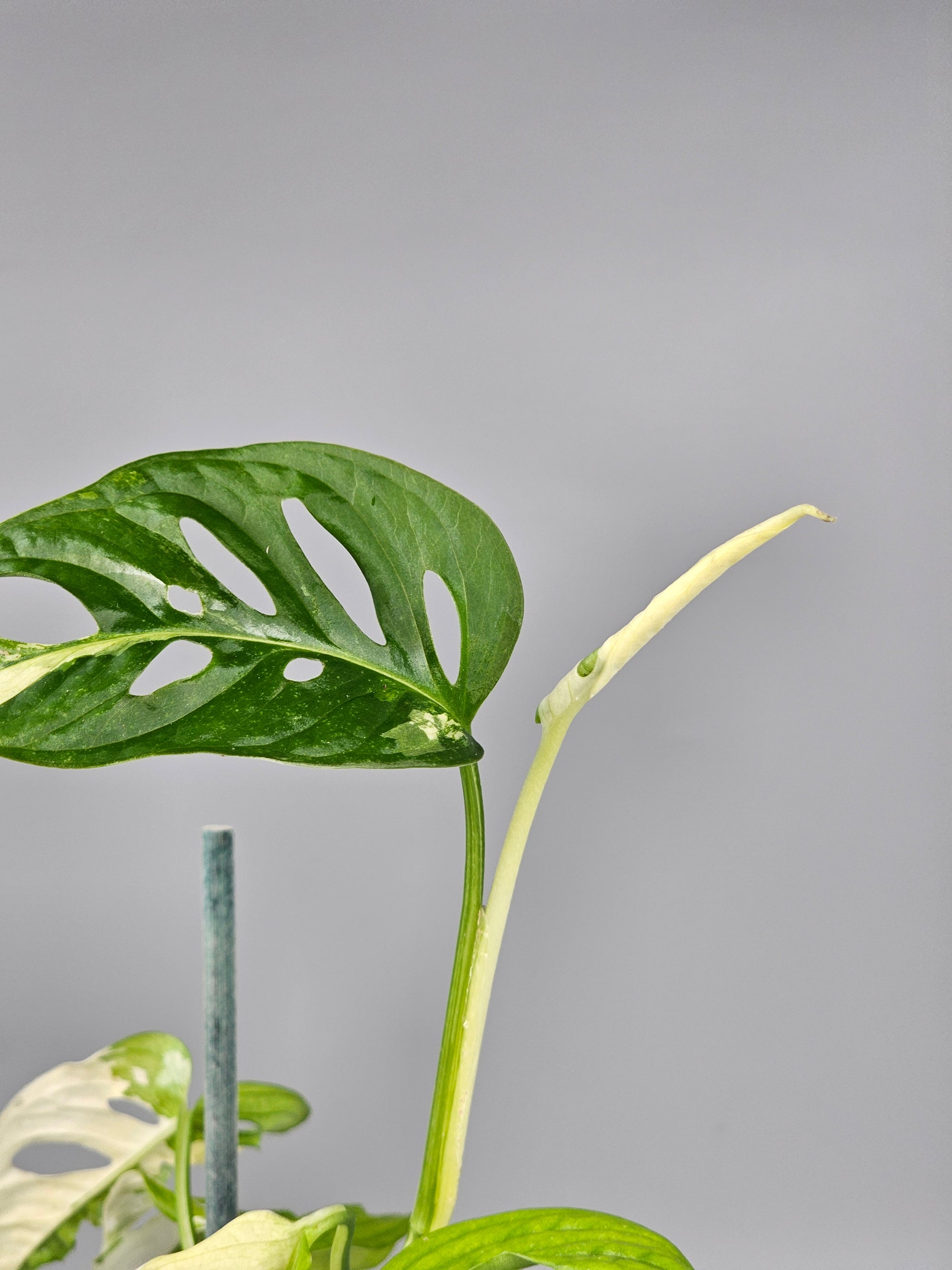 Monstera Adansonii Albo Variegated - A | Rare Houseplants