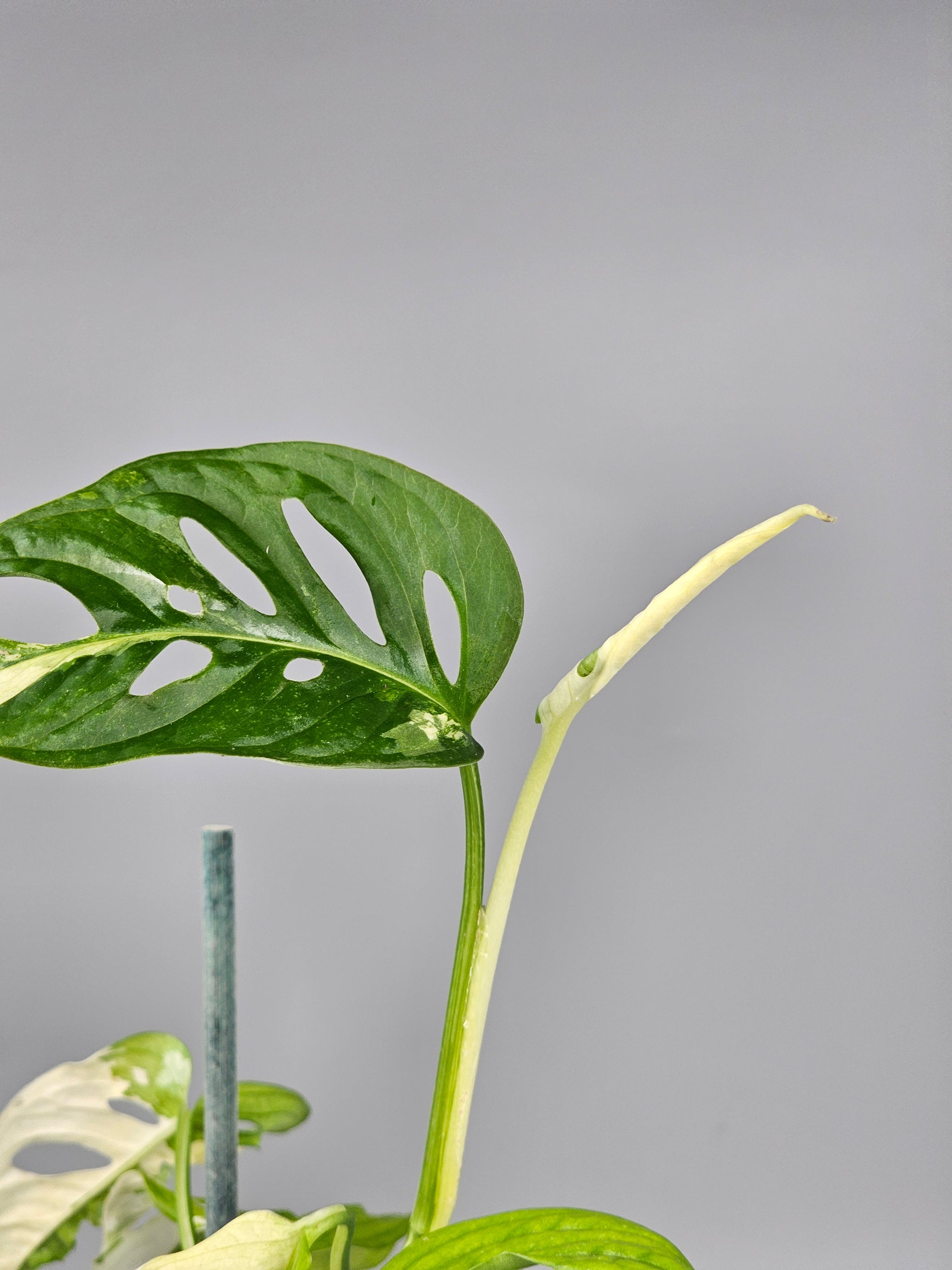 Monstera Adansonii Albo Variegated - A | Rare Houseplants