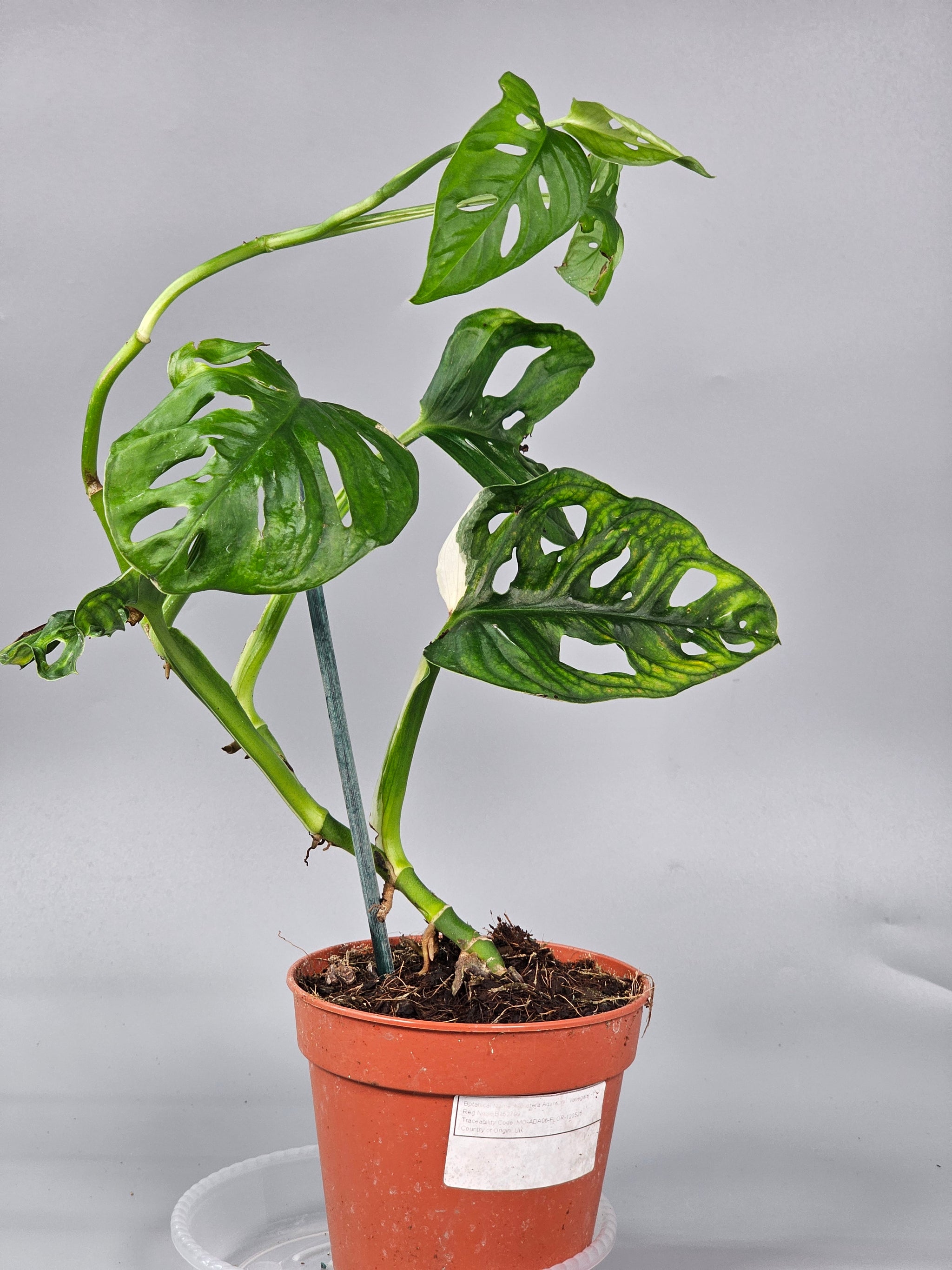 Monstera Adansonii 'variegata' - F | Rare Houseplants