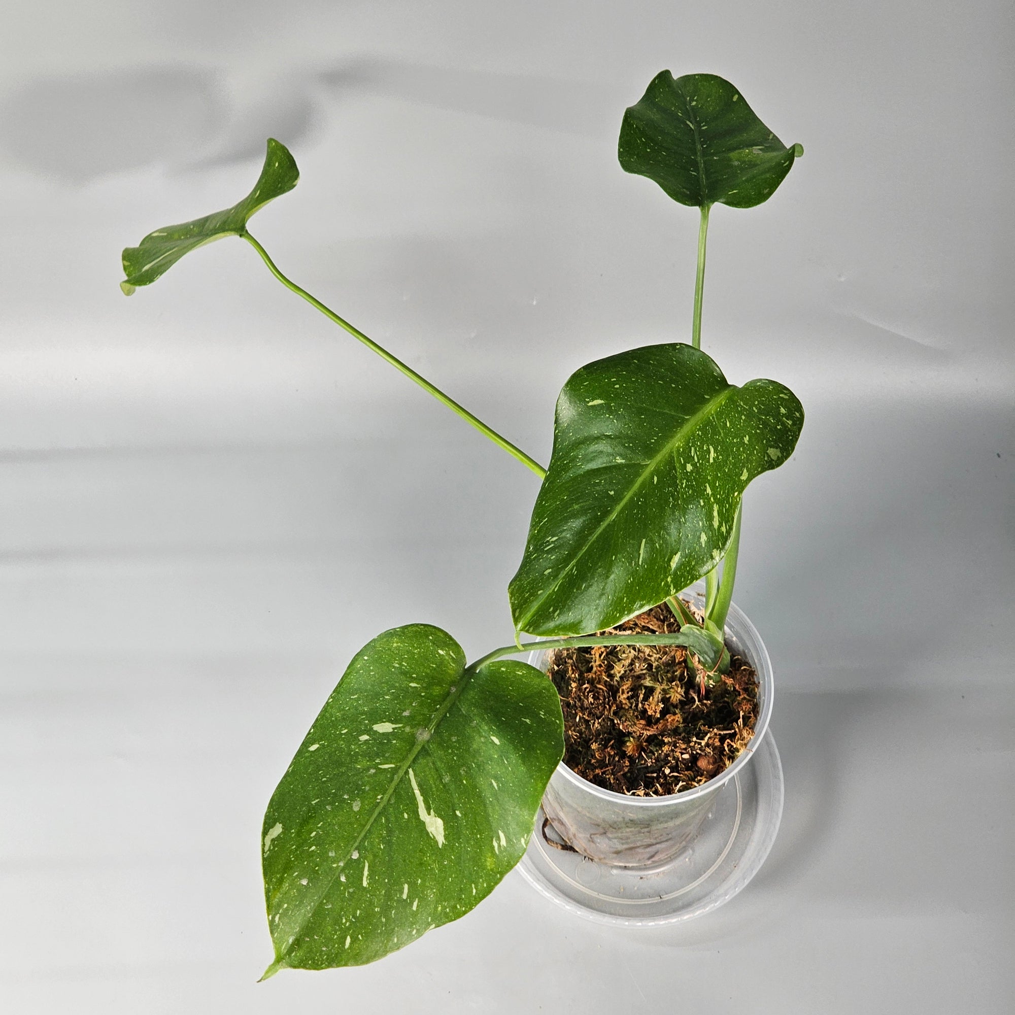 Monstera Thai Constellation