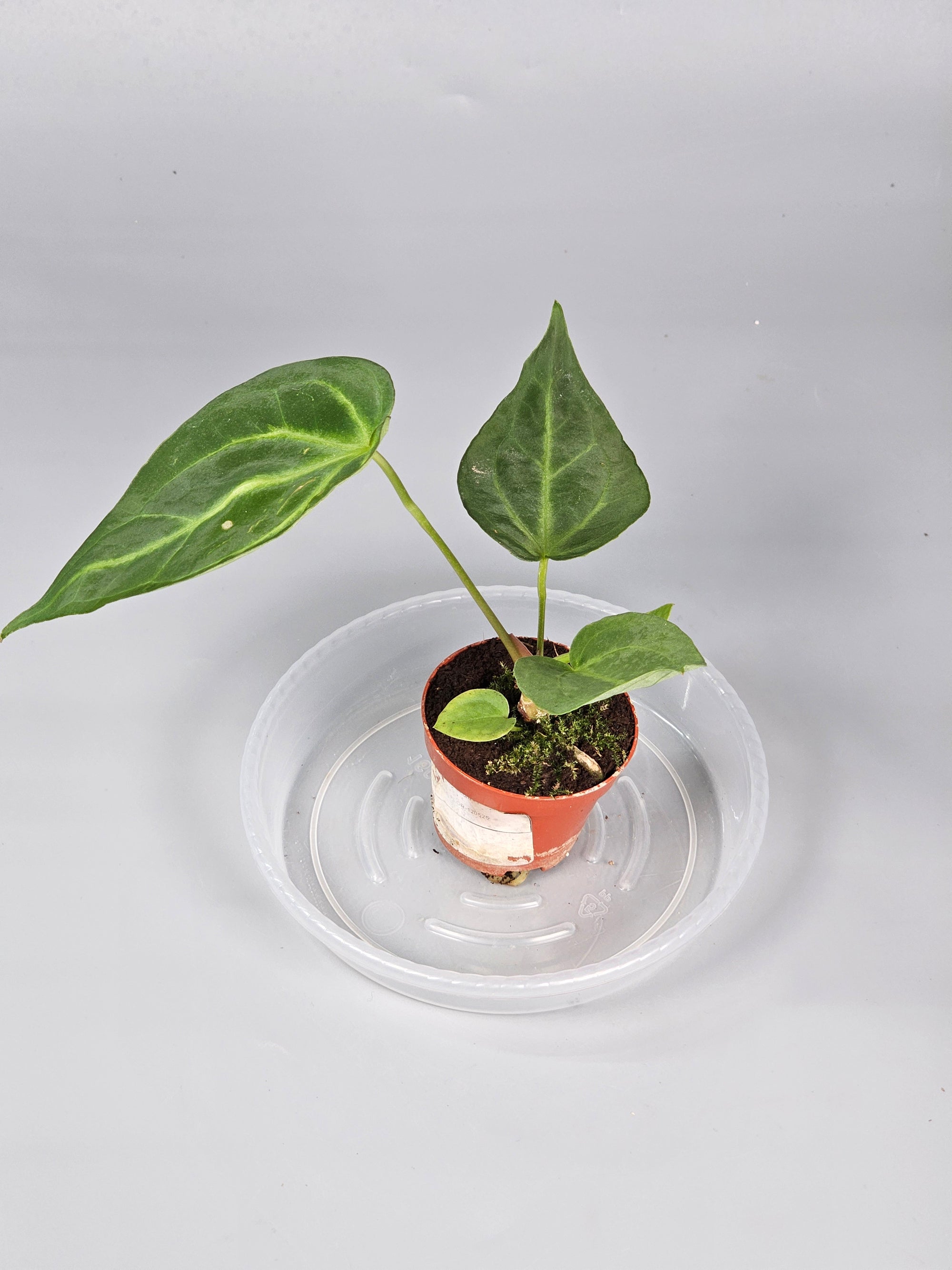 Anthurium Magnificum - F | Rare Houseplants