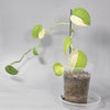 Scindapsus Jade Satin Variegated