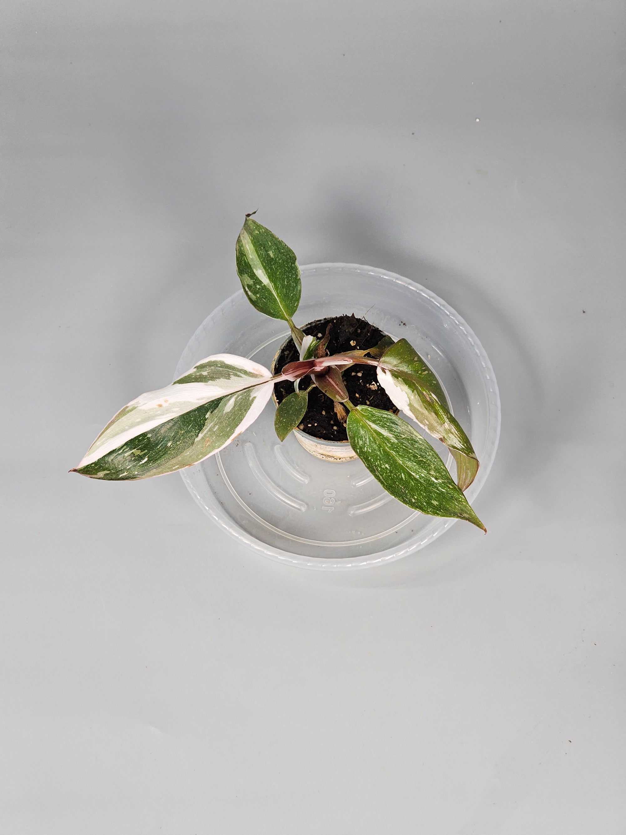 Philodendron 'red Anderson' - F | Rare Houseplants