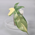 Philodendron Florida Beauty Midcut - A | Rare Houseplants