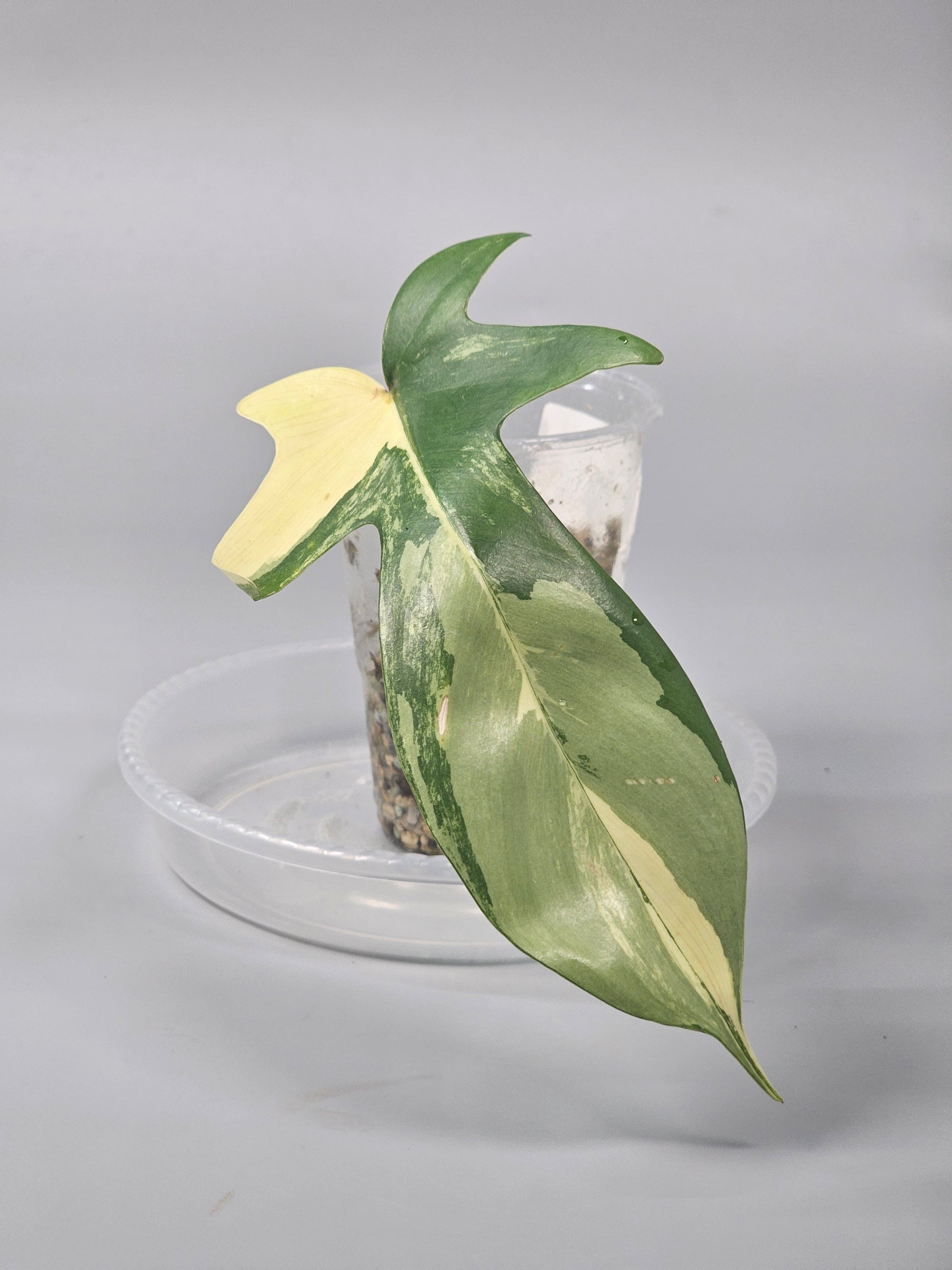 Philodendron Florida Beauty Midcut - A | Rare Houseplants