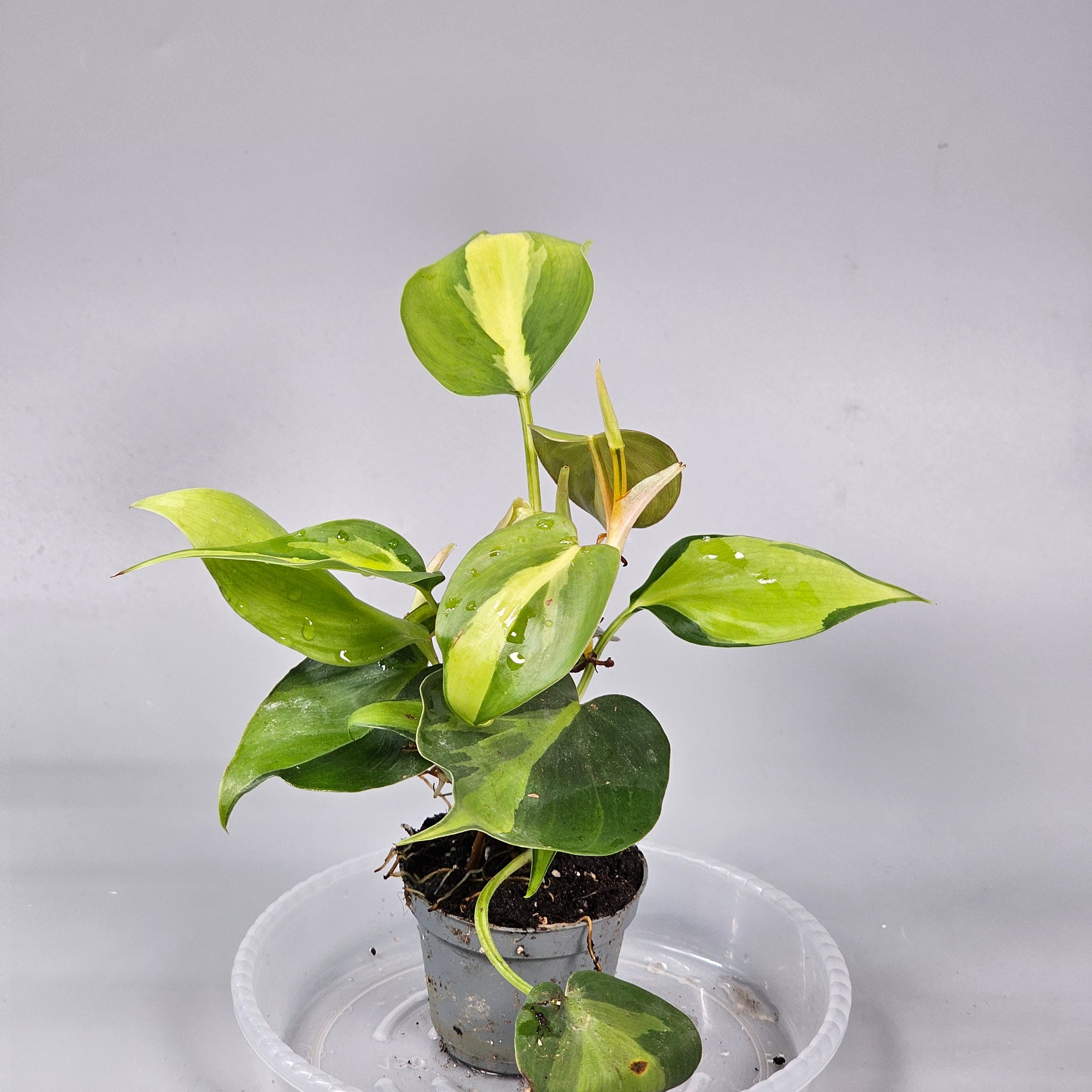 Philodendron Scandens Brasil
