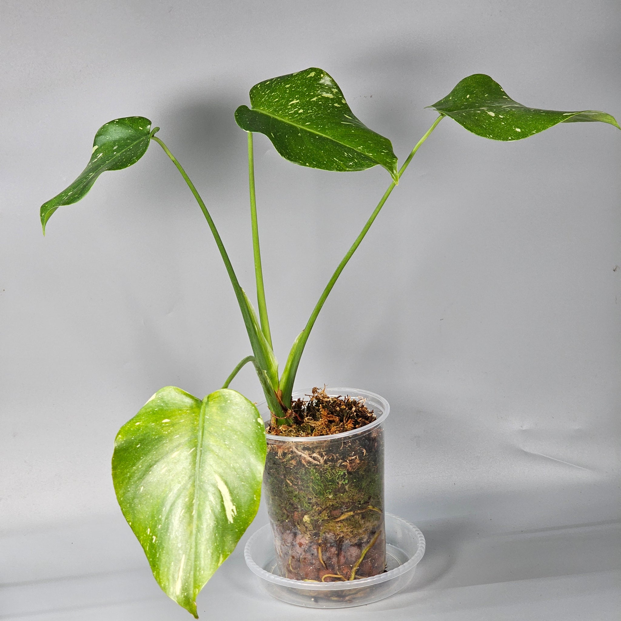 Monstera Thai Constellation