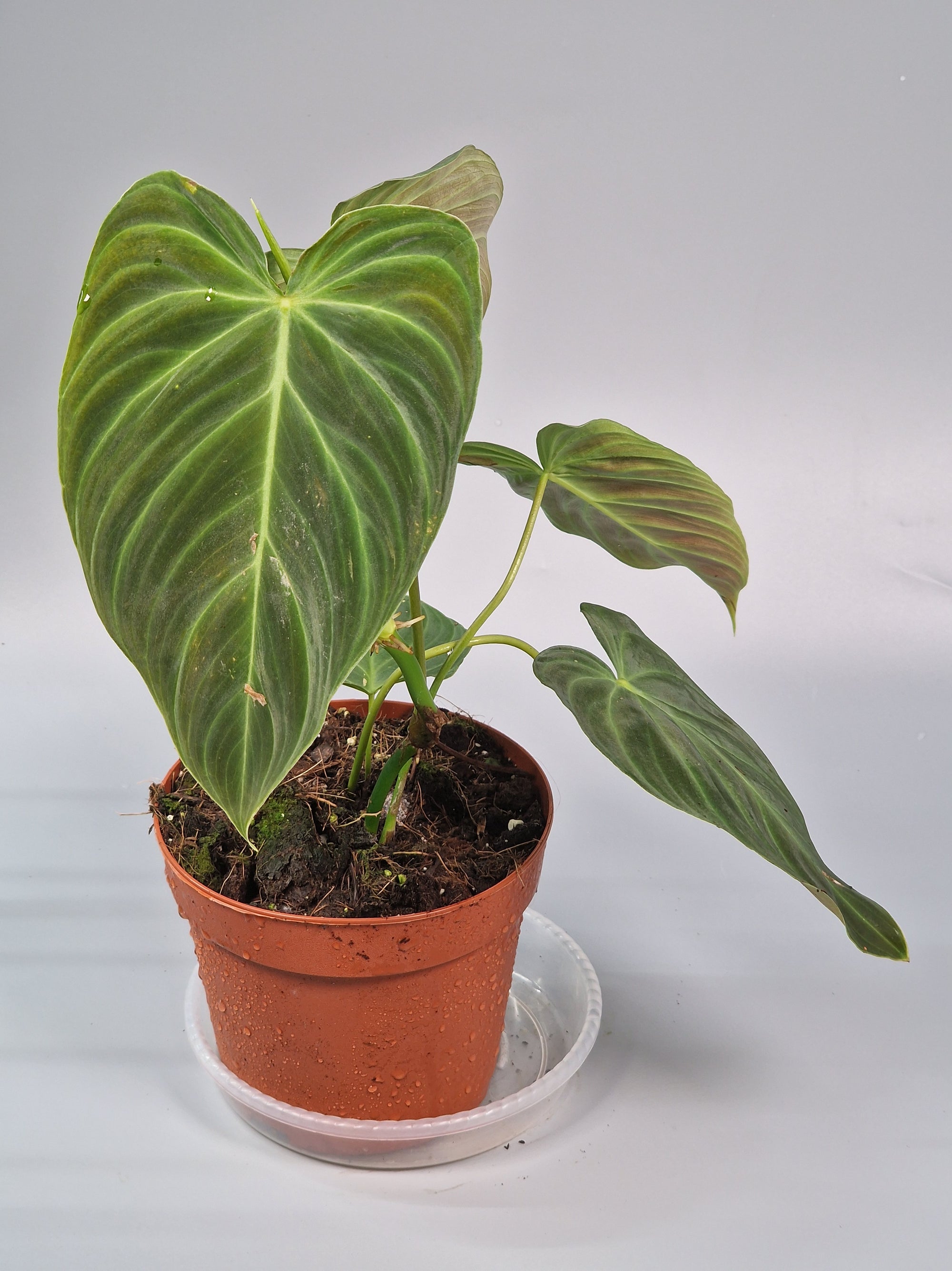 Philodendron 'splendid' - A | Rare Houseplants
