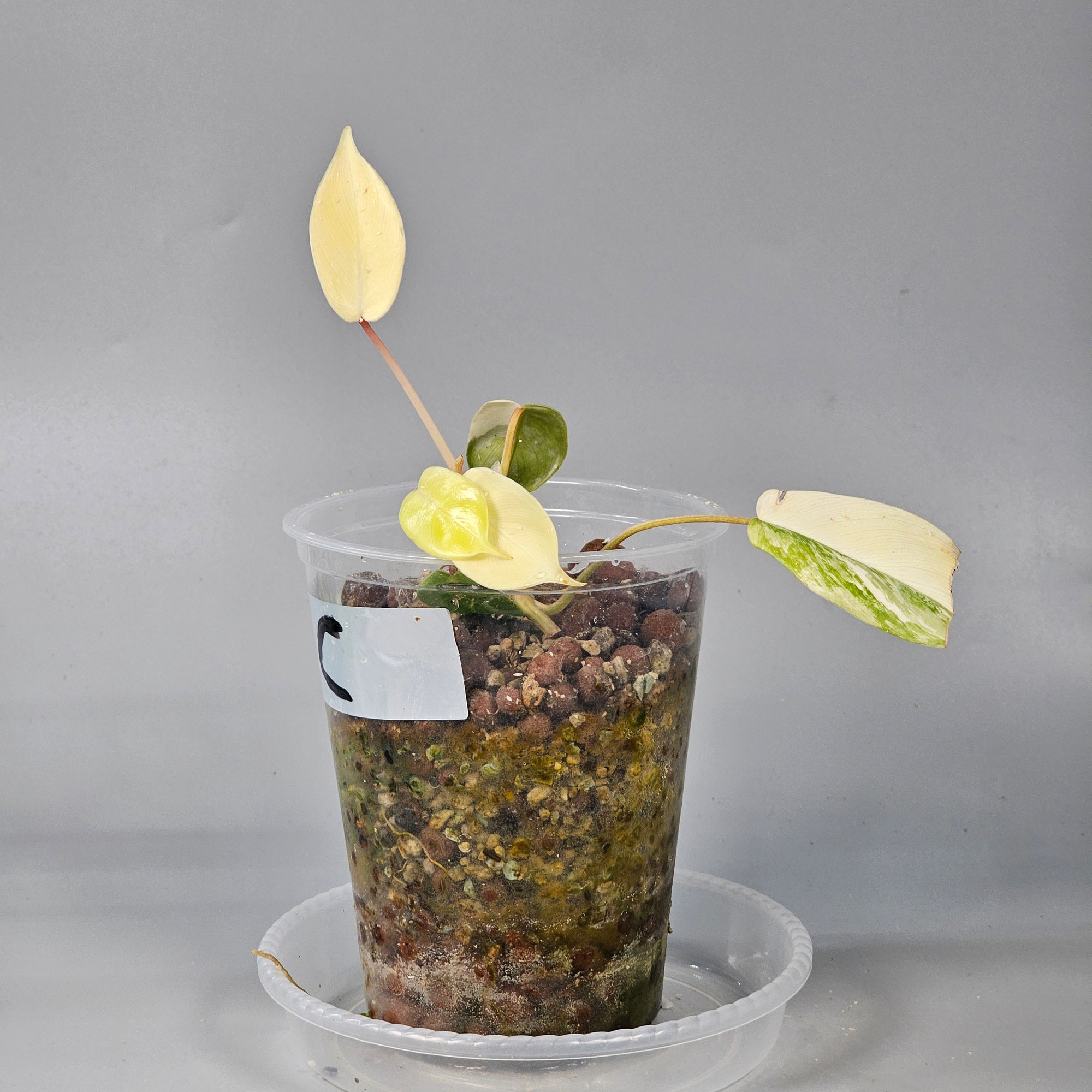 Philodendron Florida Beauty