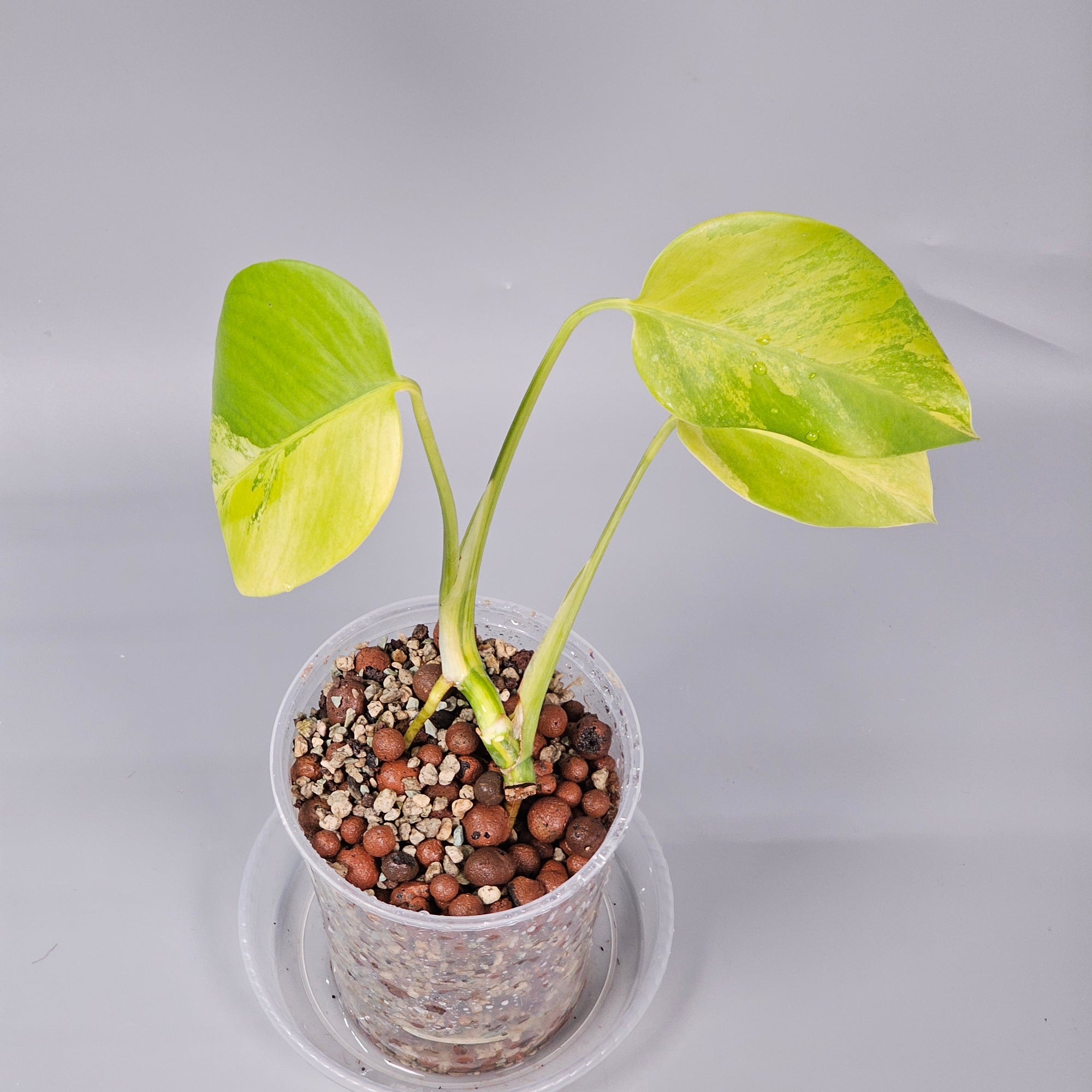 Monstera Aurea