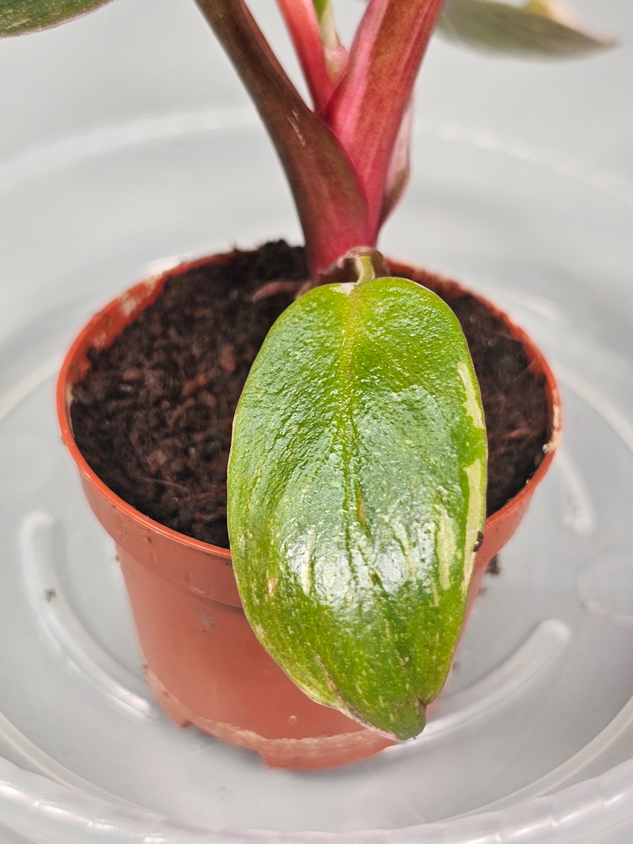 Philodendron 'Pink Princess' - A | Rare Houseplants