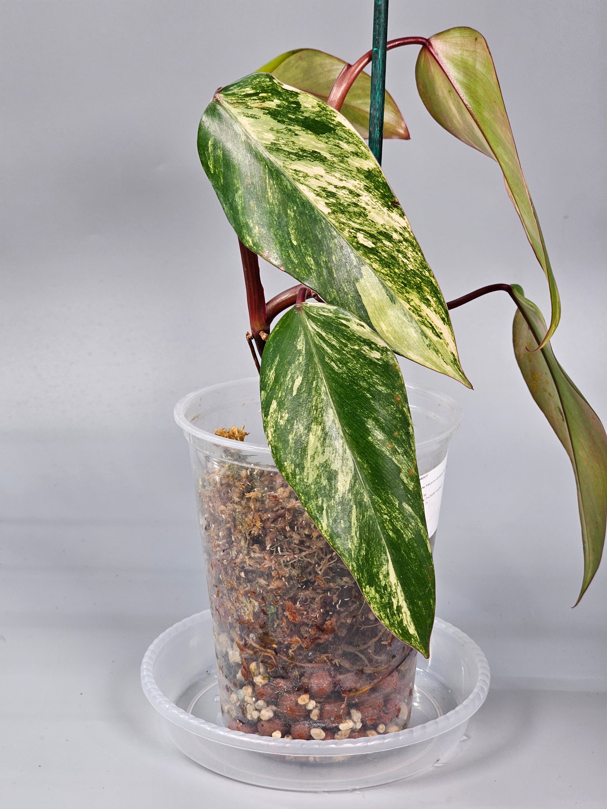 Philodendron Erubescens Red Emerald Marbled - A | Rare Houseplants