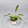 Philodendron 'jose Buono' - A | Rare Houseplants