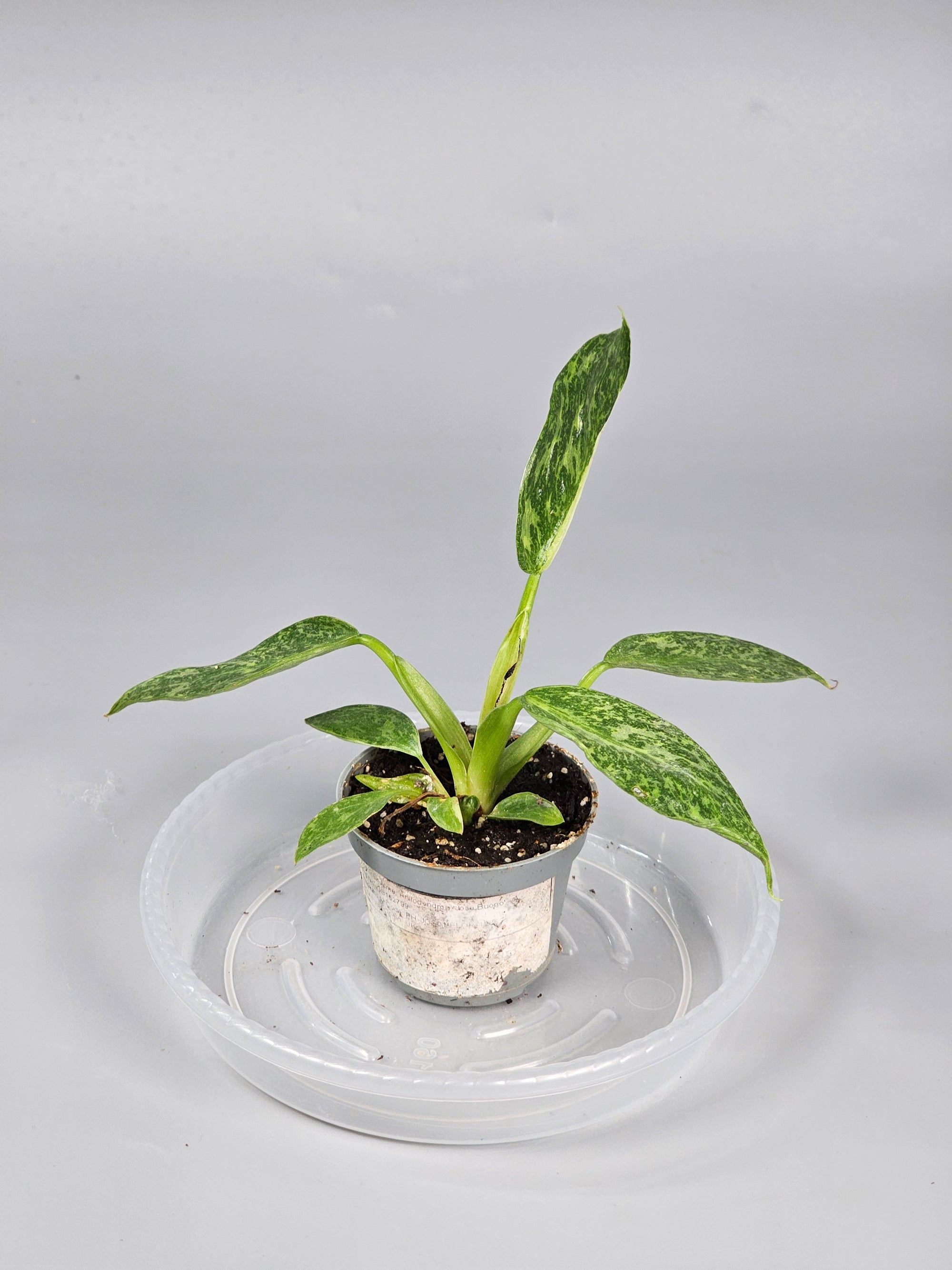 Philodendron 'jose Buono' - A | Rare Houseplants