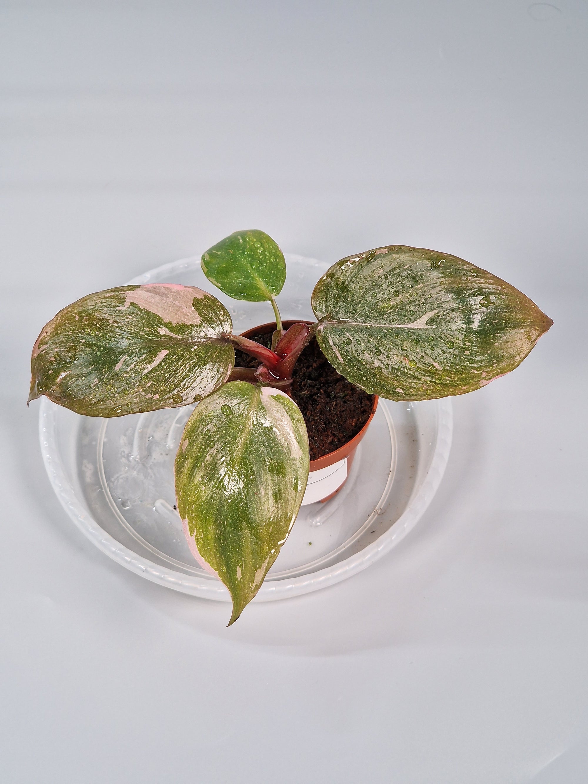 Philodendron 'pink Princess' 6cm - B | Rare Houseplants