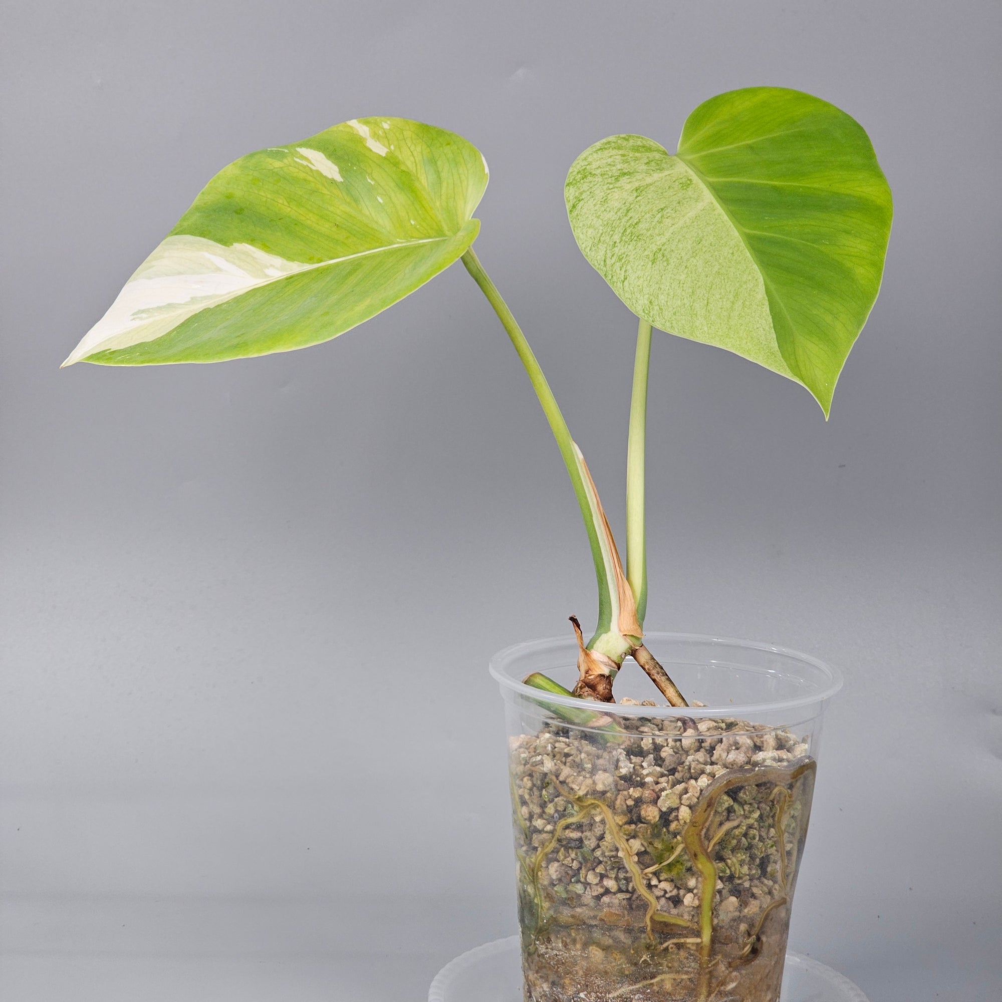Monstera Jungle Mint