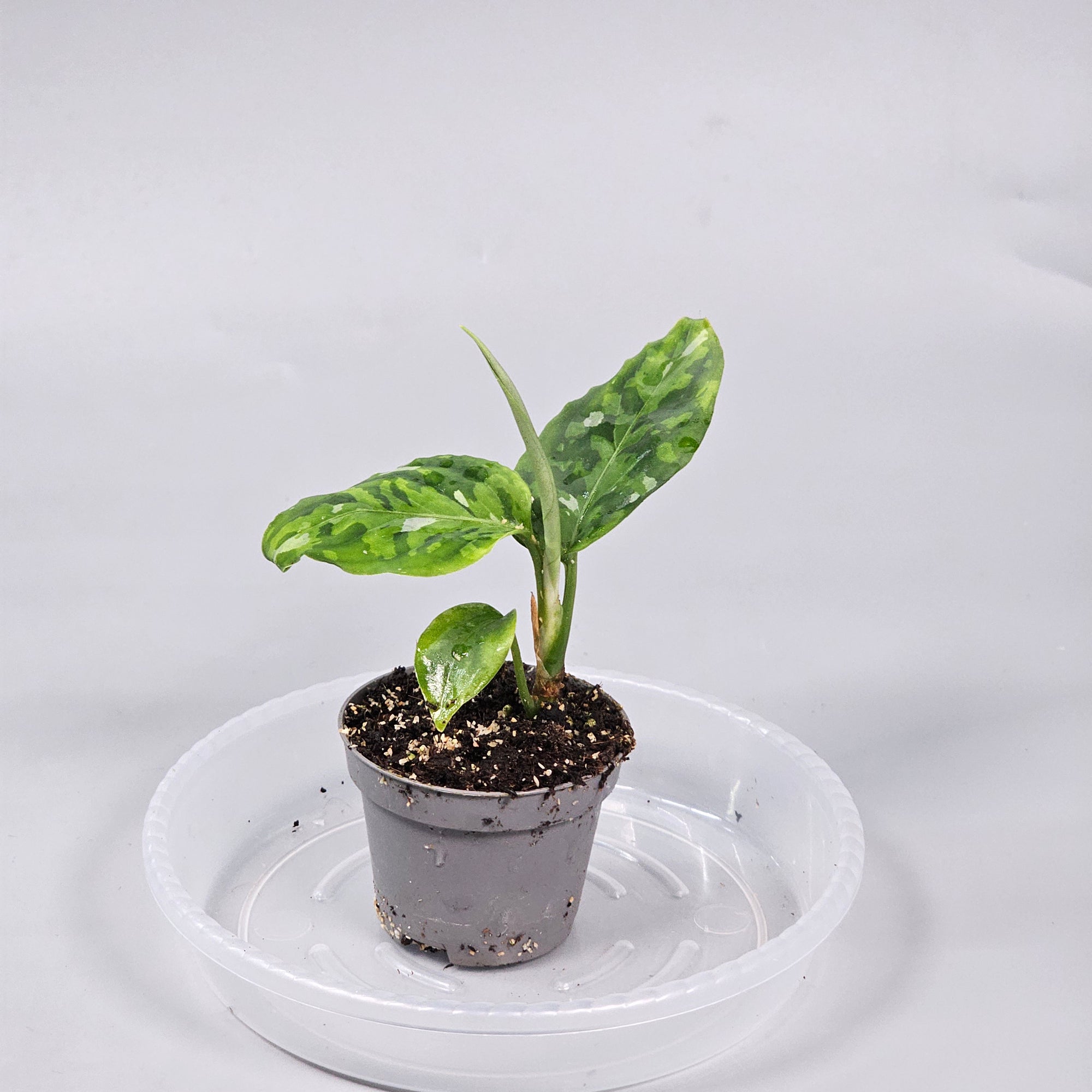 Aglaonema Pictum Tricolor