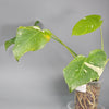 Monstera Deliciosa Var Thai Constellation - C | Rare Houseplants