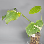 Monstera Deliciosa Var Thai Constellation - C | Rare Houseplants