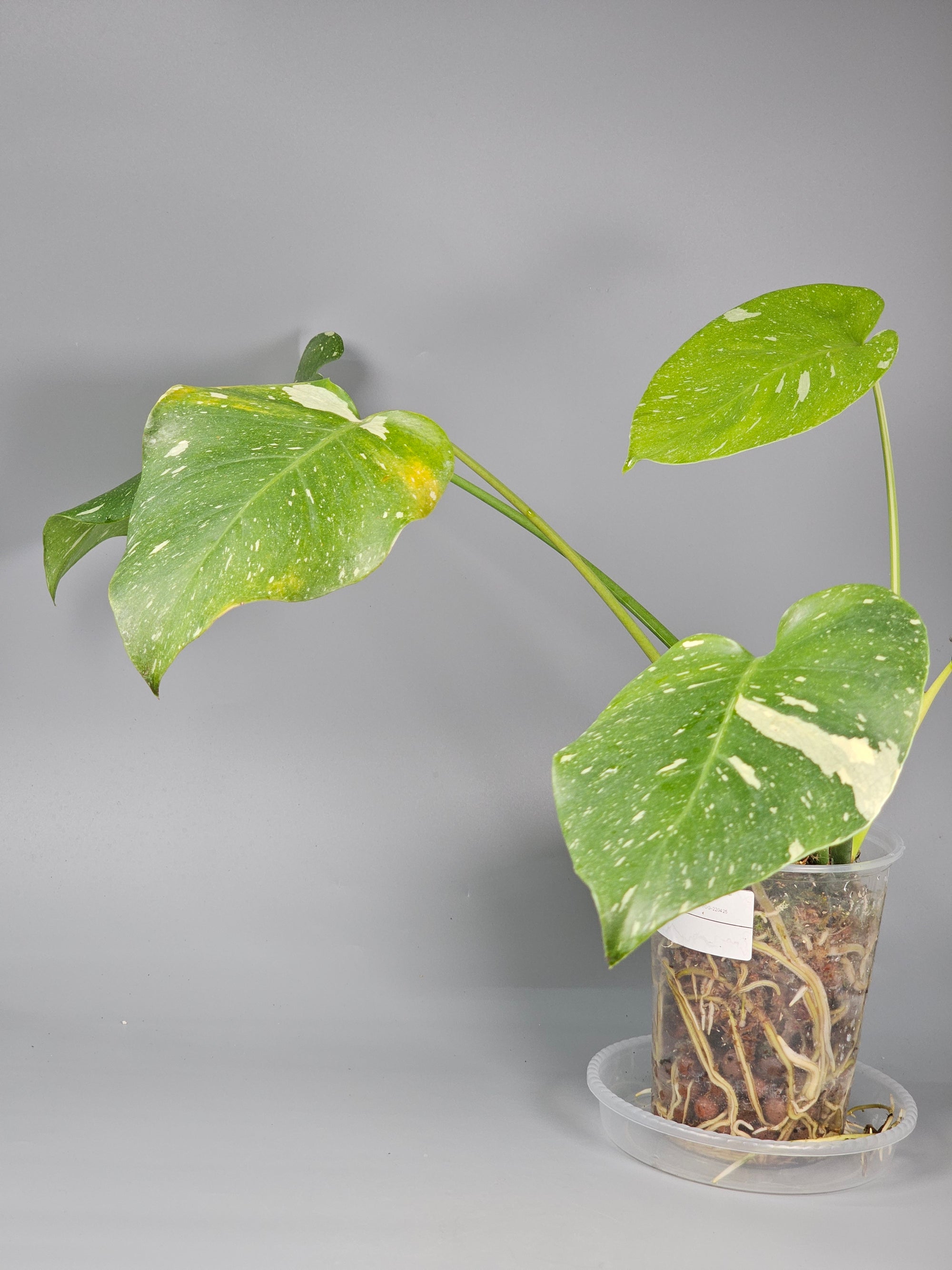 Monstera Deliciosa Var Thai Constellation - C | Rare Houseplants