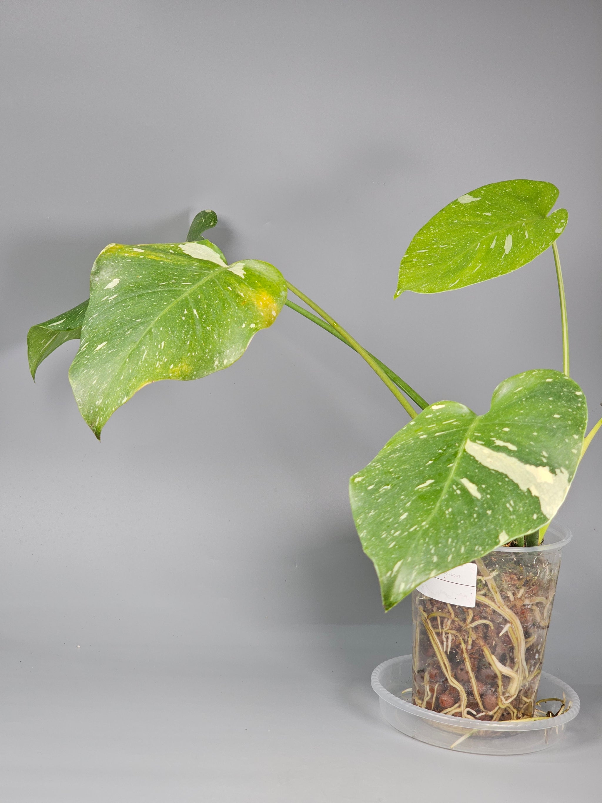 Monstera Deliciosa Var Thai Constellation - C | Rare Houseplants