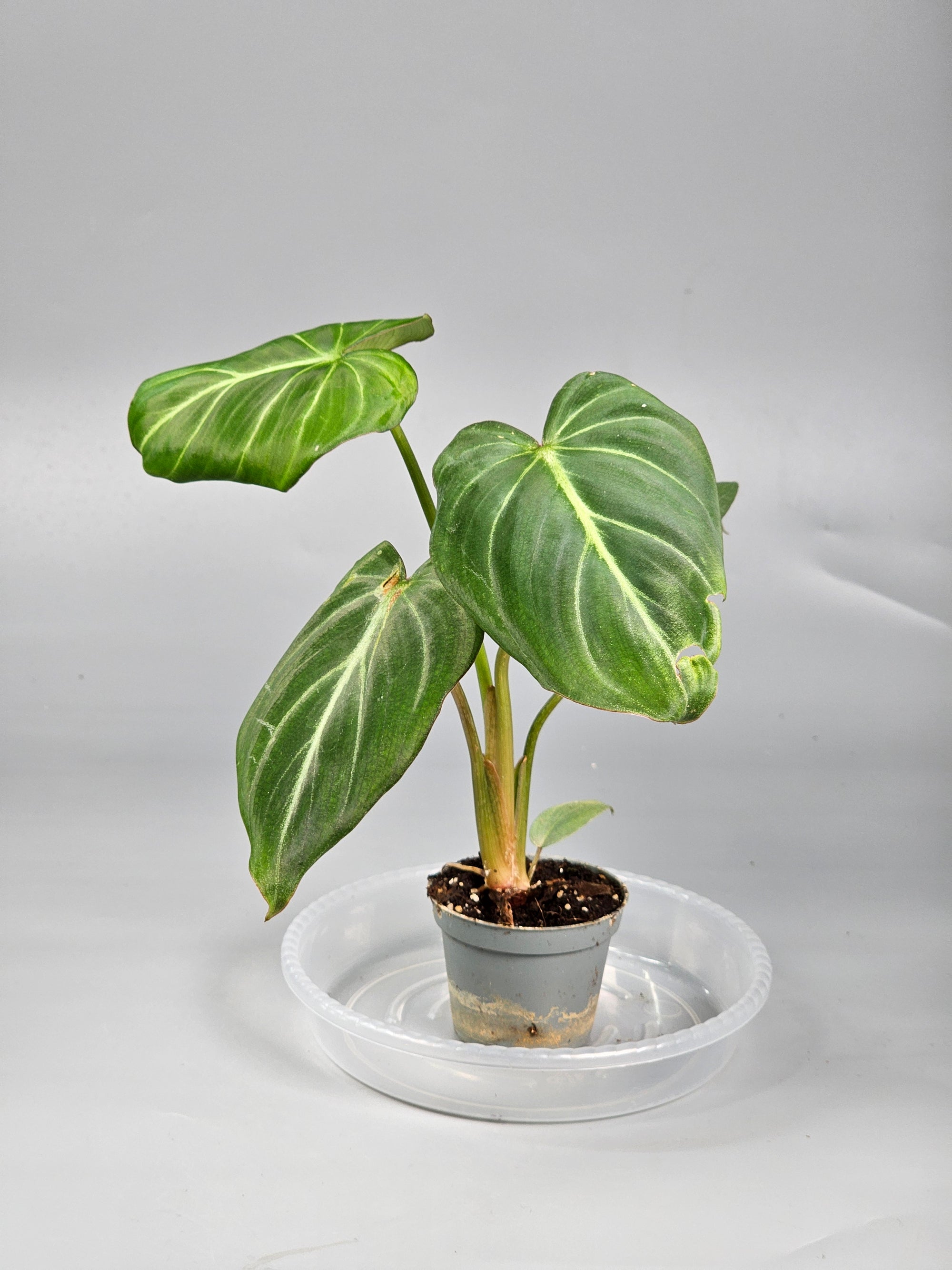 Philodendron Gloriosum - J | Rare Houseplants