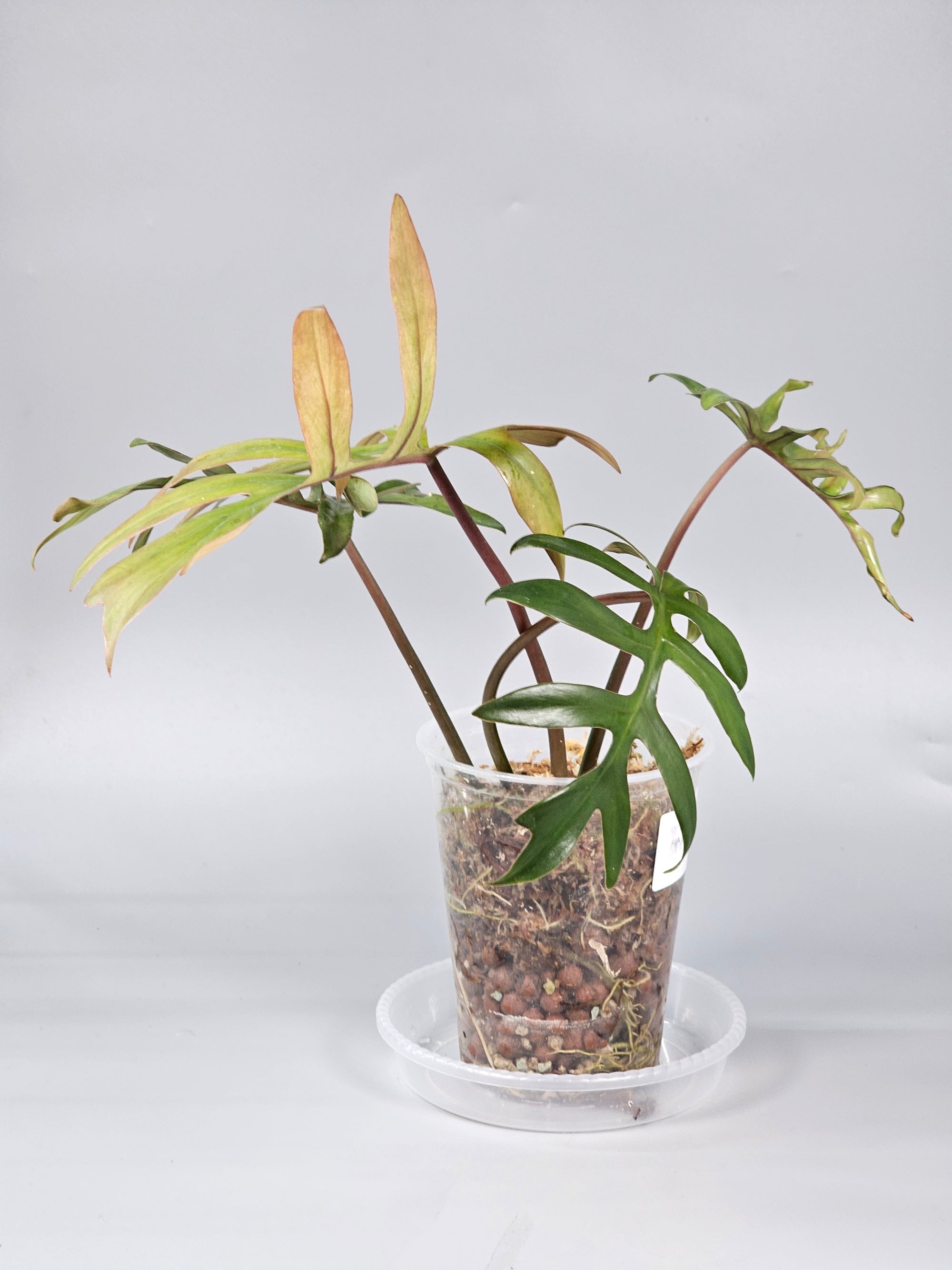 Philodendron Mayoi - A | Rare Houseplants