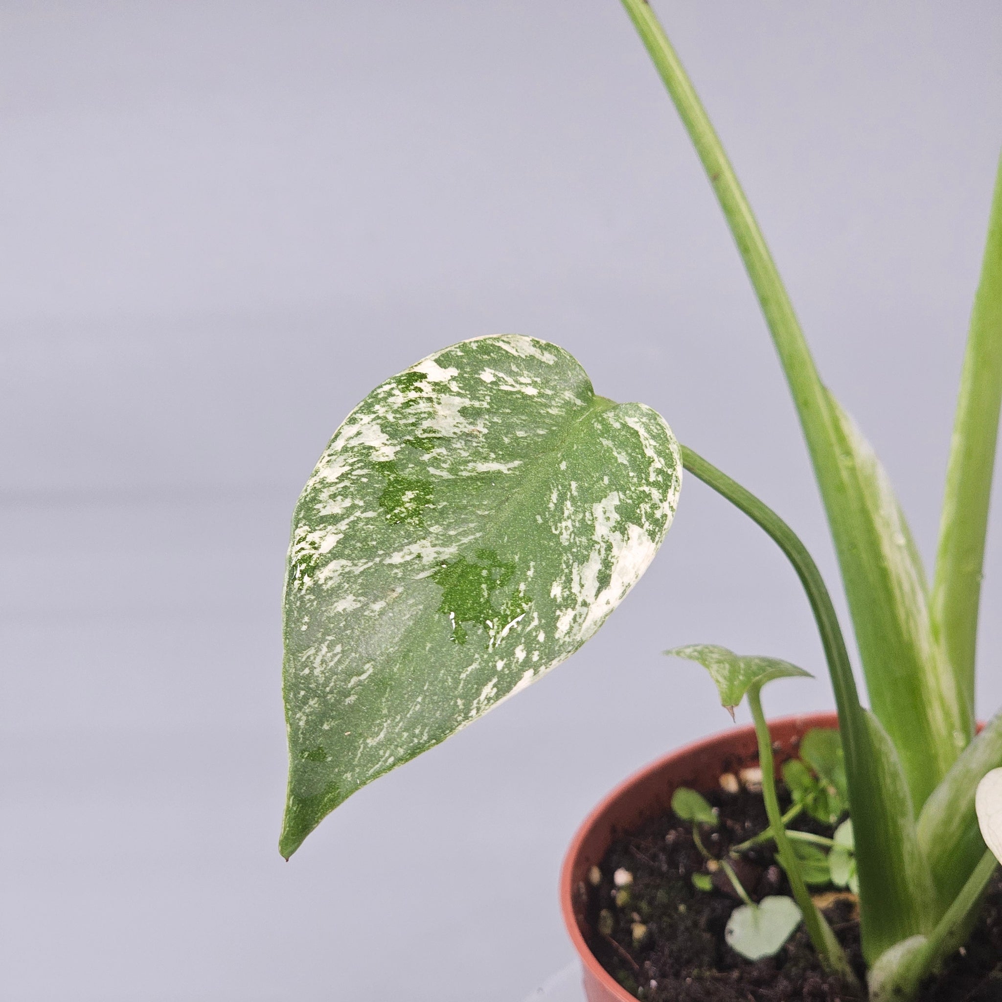 Monstera Mint