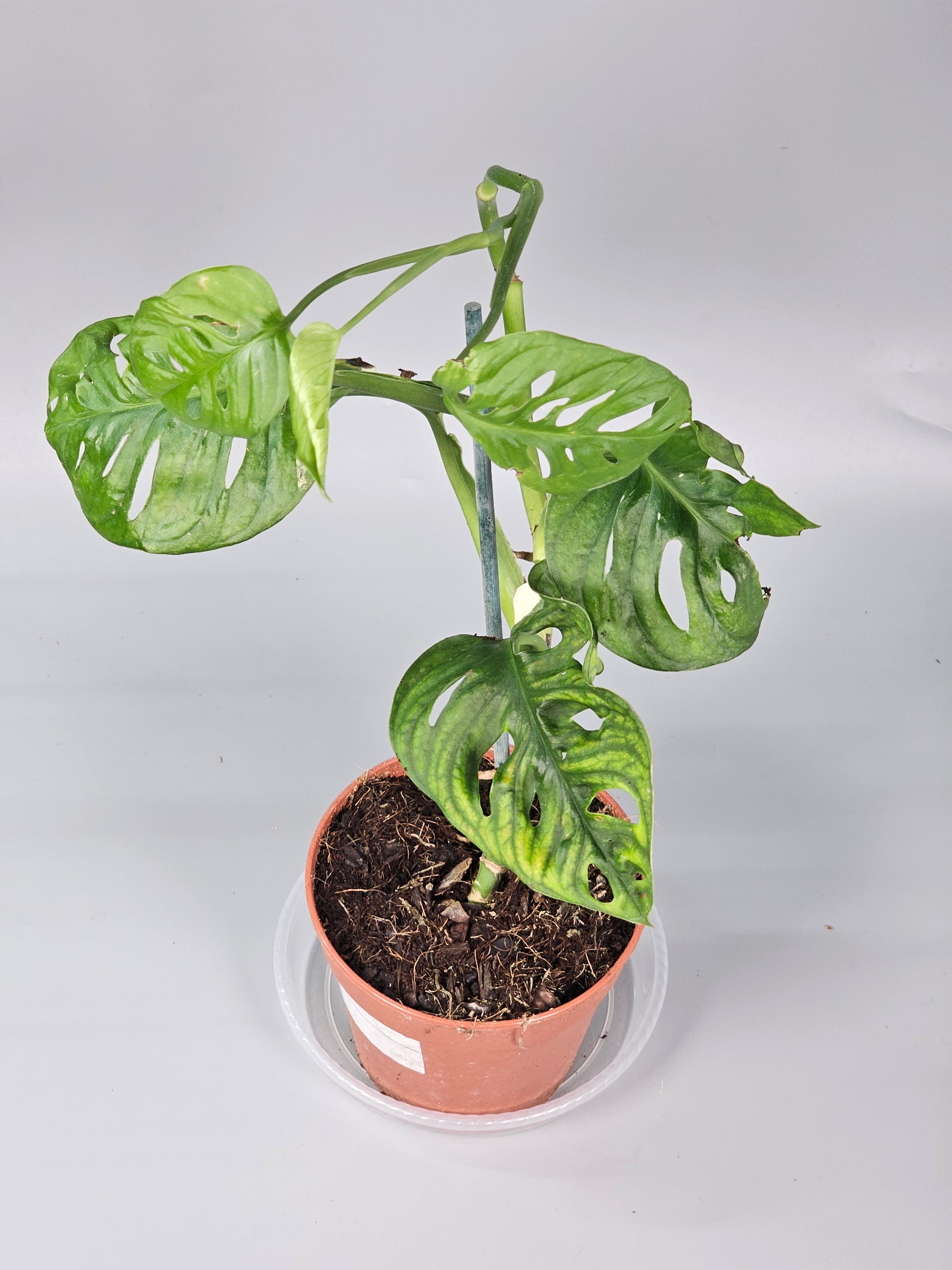 Monstera Adansonii 'variegata' - F | Rare Houseplants