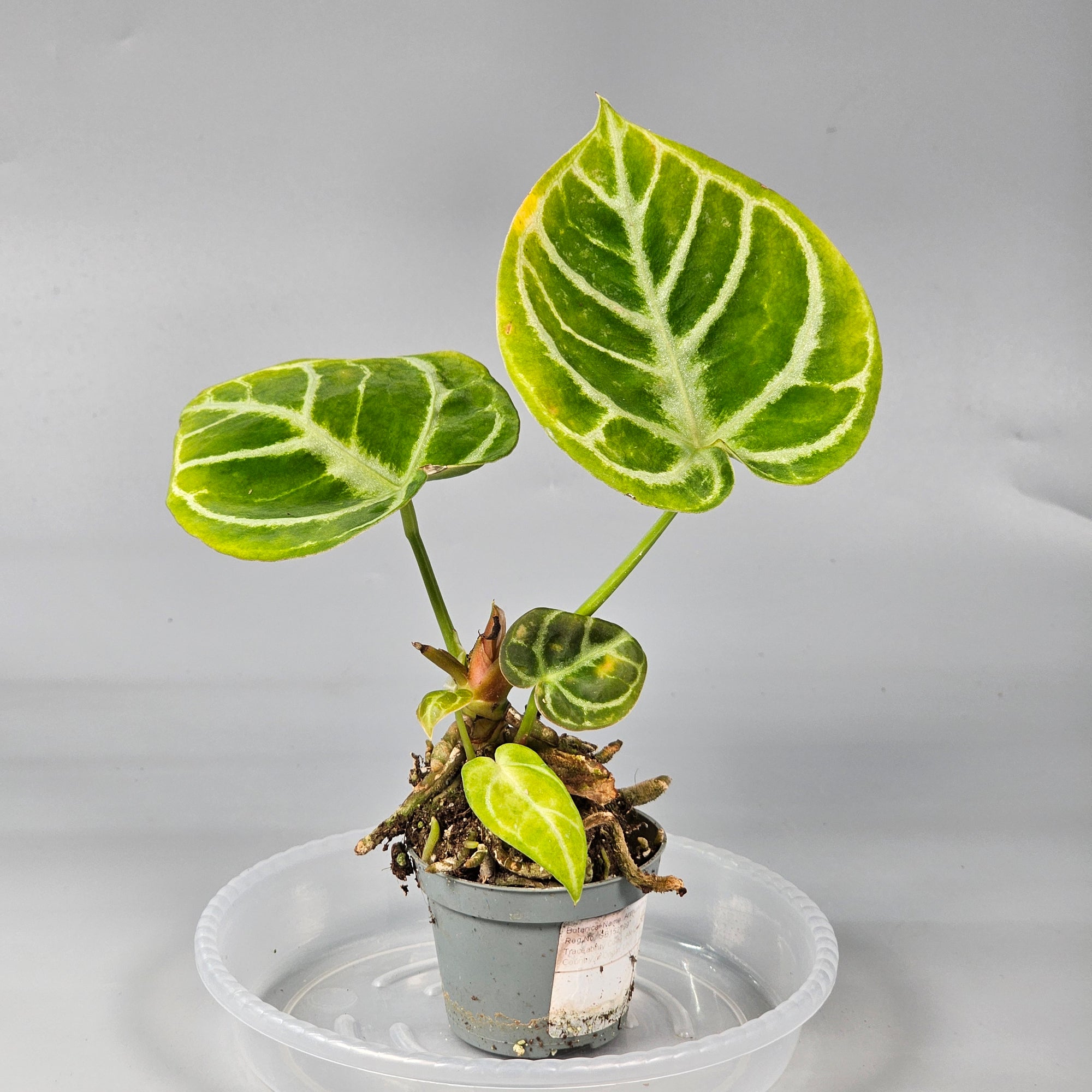 Anthurium Crystallinum Dorayaki D