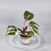 Philodendron 'red Anderson' - H | Rare Houseplants